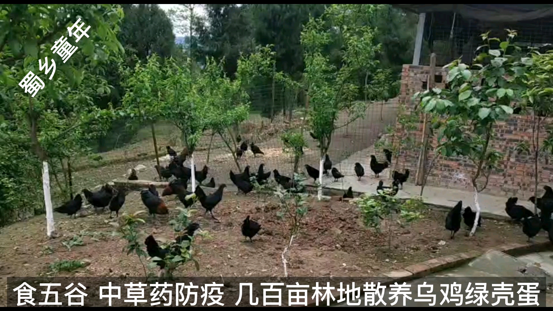 生态散养土鸡放养土鸡蛋