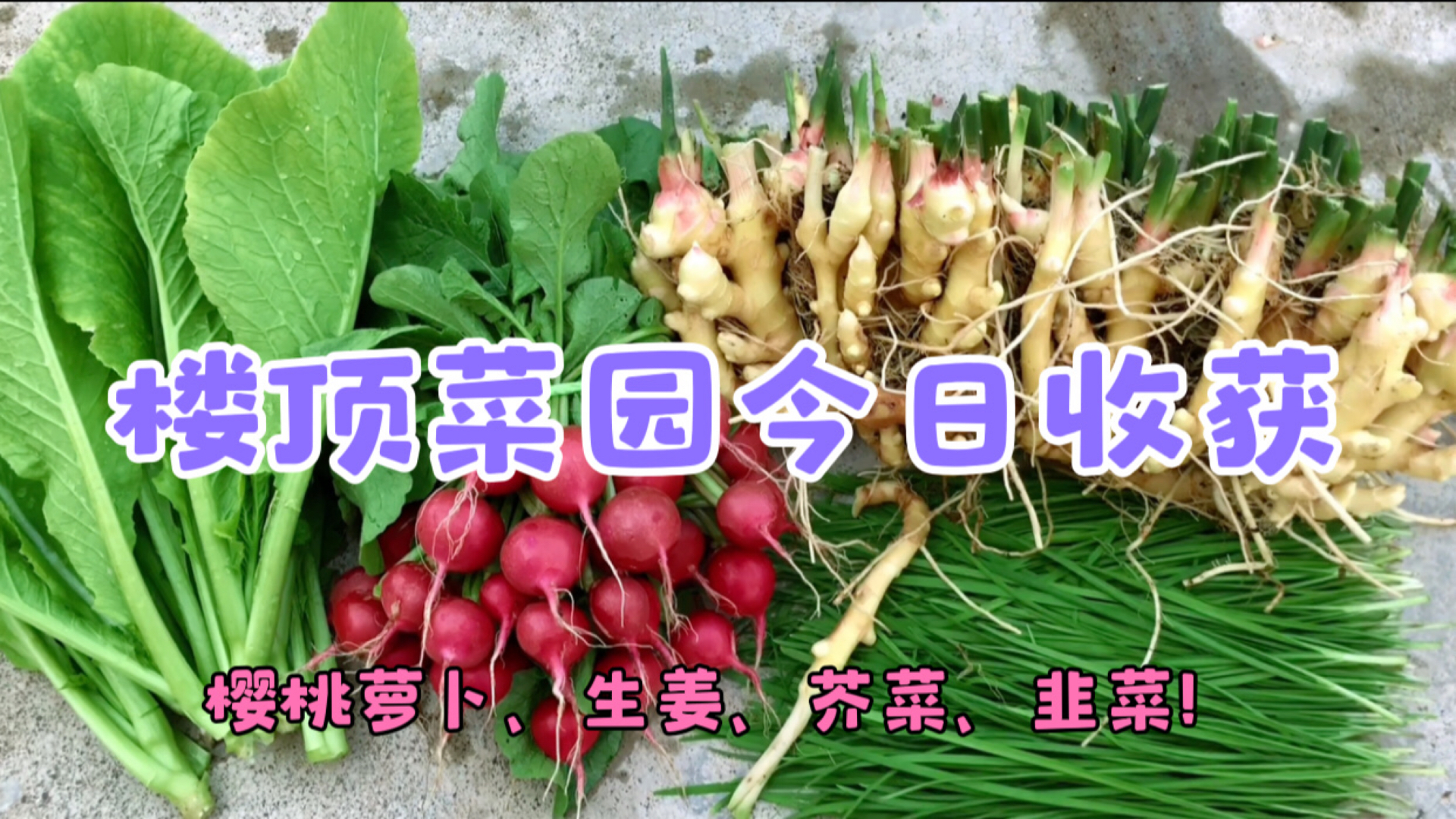 楼顶小菜园今日份收获:水果樱桃萝卜、生姜、芥菜、韭菜。