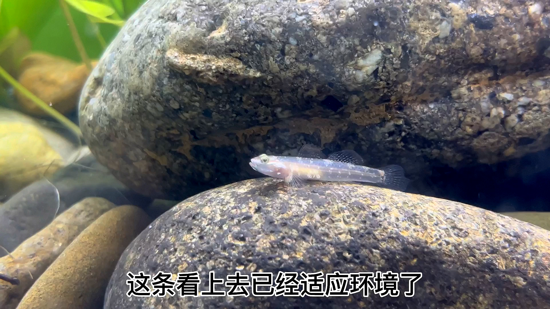 虾虎鱼终于到了!