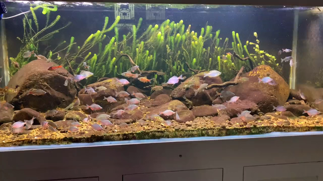一大缸的高体鳑鲏