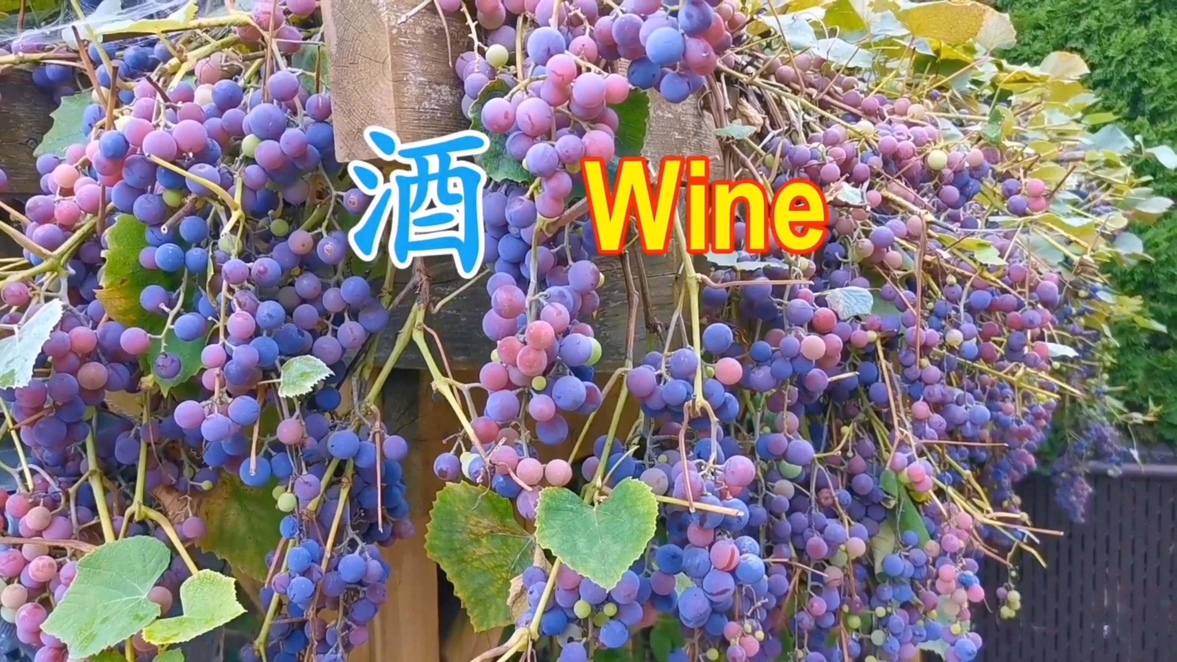 葡萄太多吃不完 就用最简单的方法自制高品质的葡萄酒