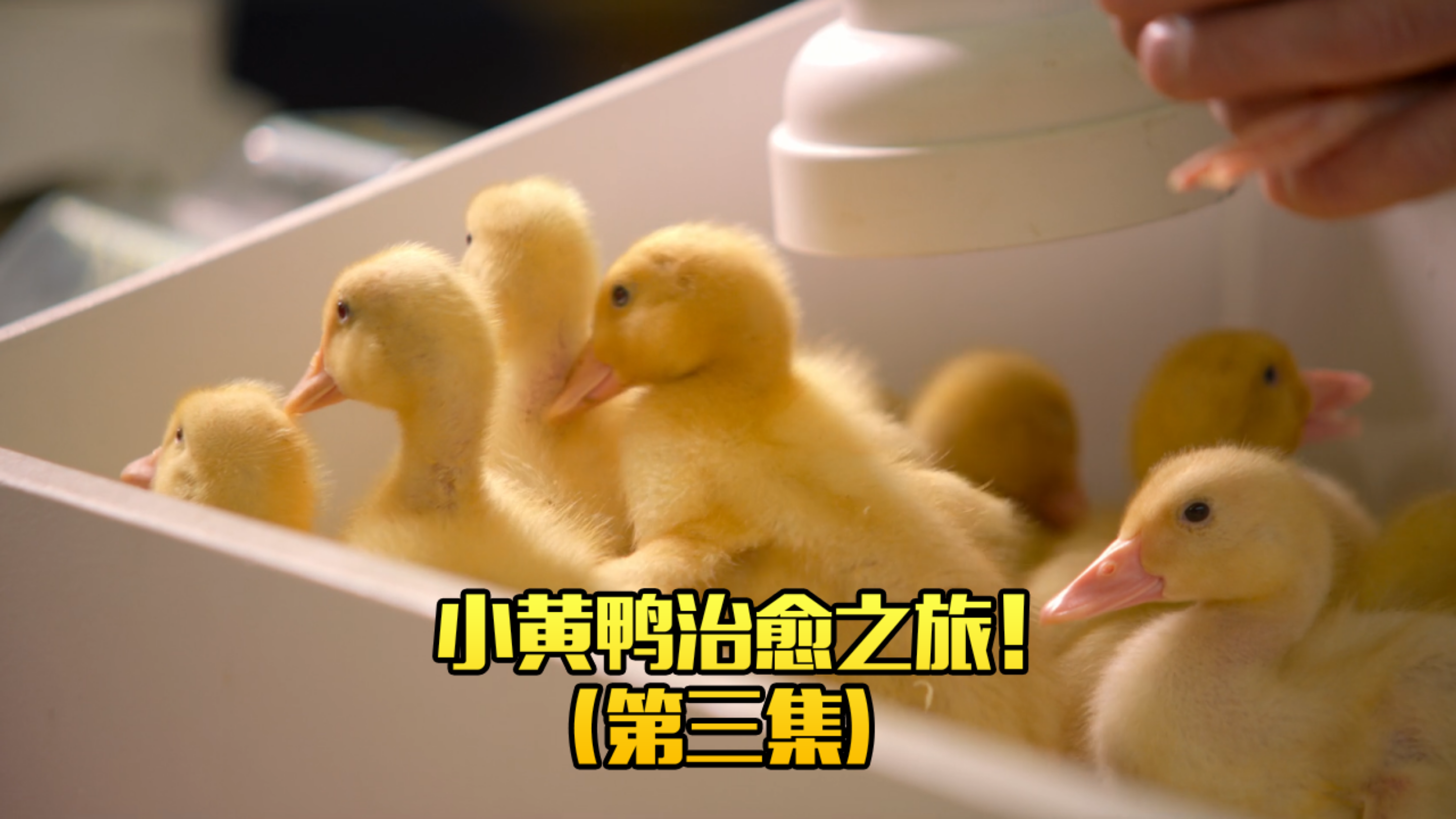 小黄鸭的治愈之旅!(第三集)