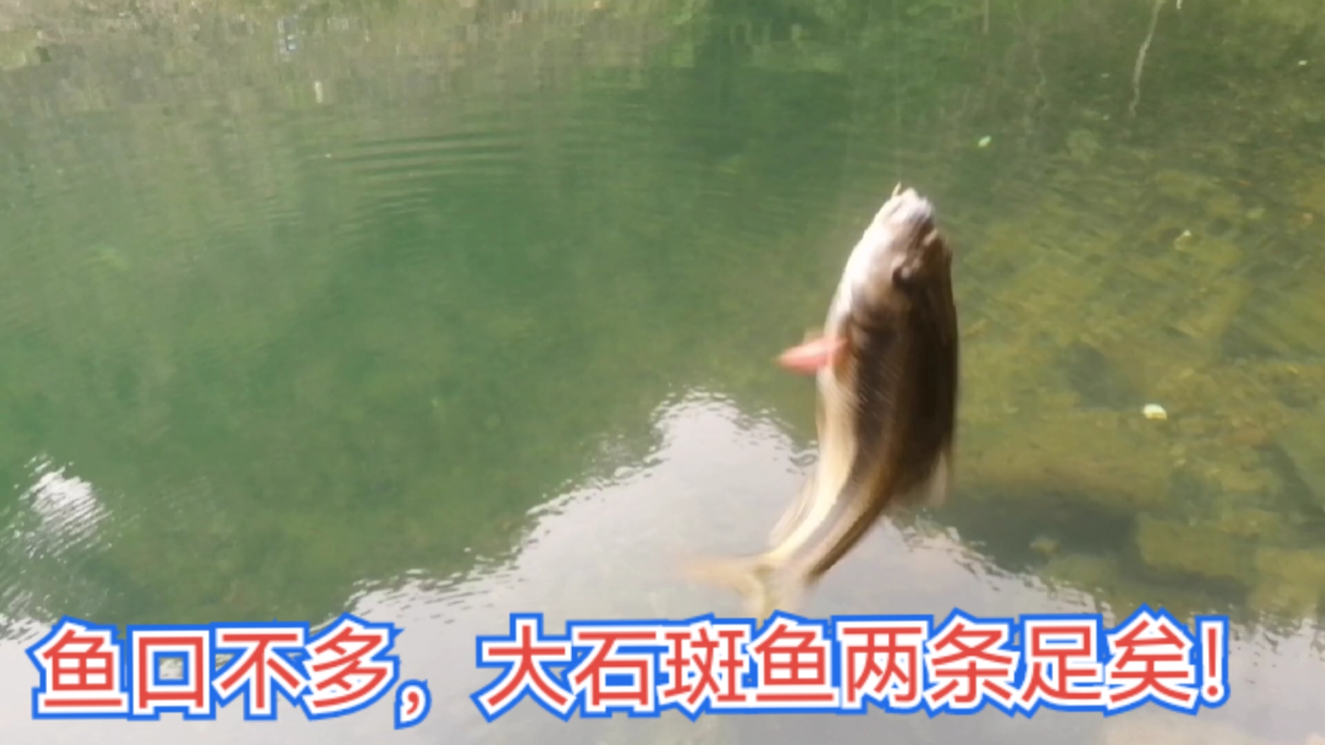 先钓石斑再钓溪哥,为了履行送朋友一碗小溪鱼承诺,还好勉强及格