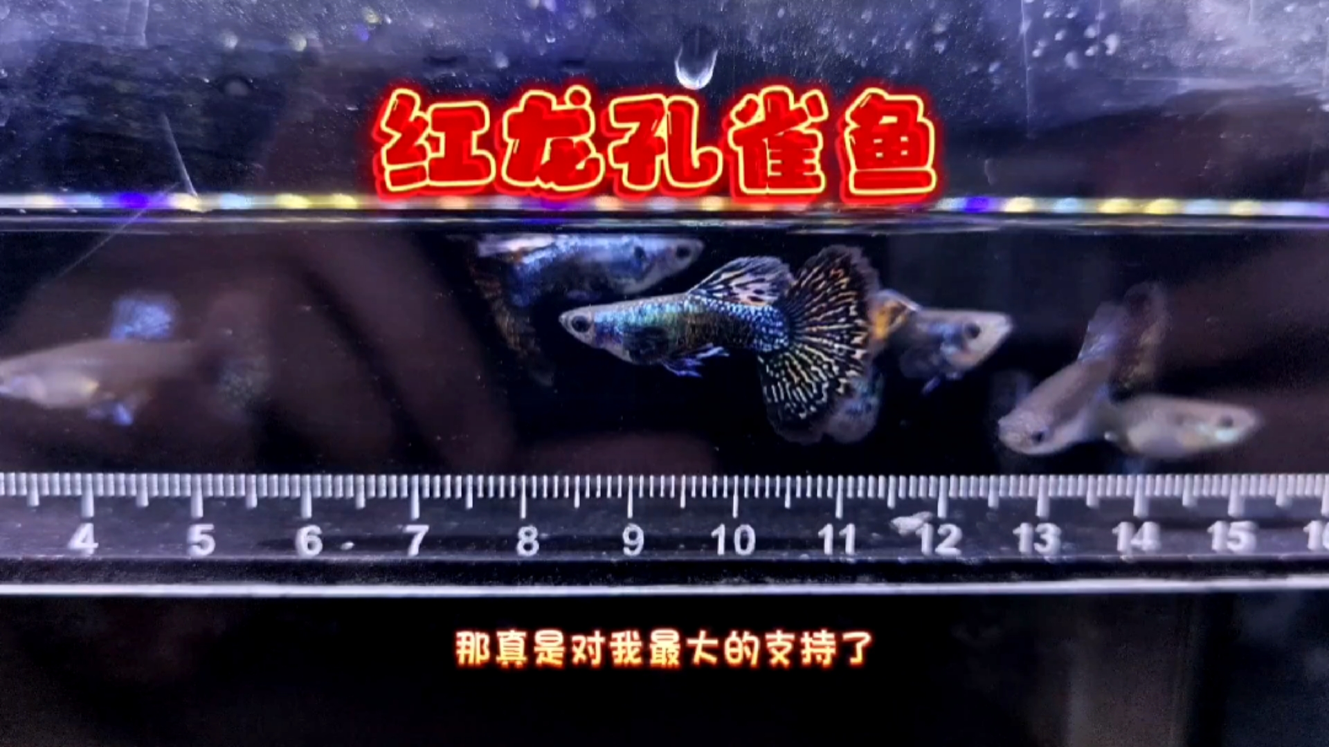 家里的红龙孔雀鱼长势喜人,优秀的基因已经逐渐展现出来了!
