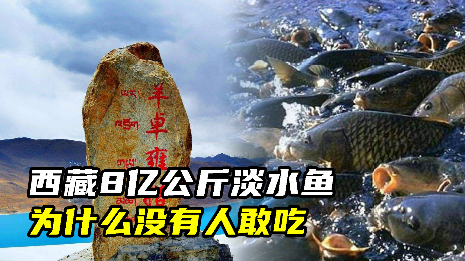 西藏的“天然鱼库”,里面有8亿公斤淡水鱼,为什么没有人敢吃?