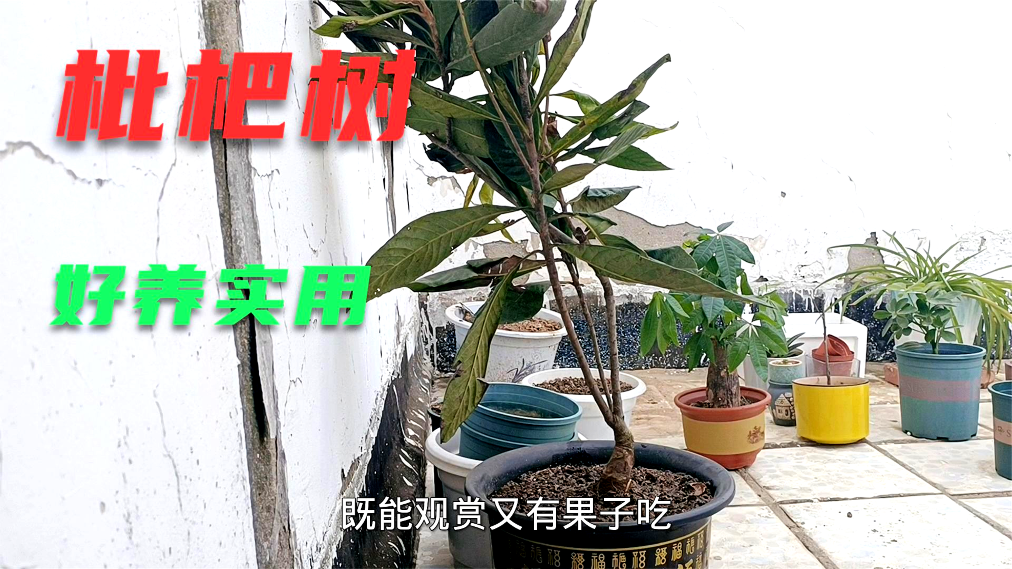 南方的枇杷树现在河南也可以种了,好看实用又好养,跟风种上一棵