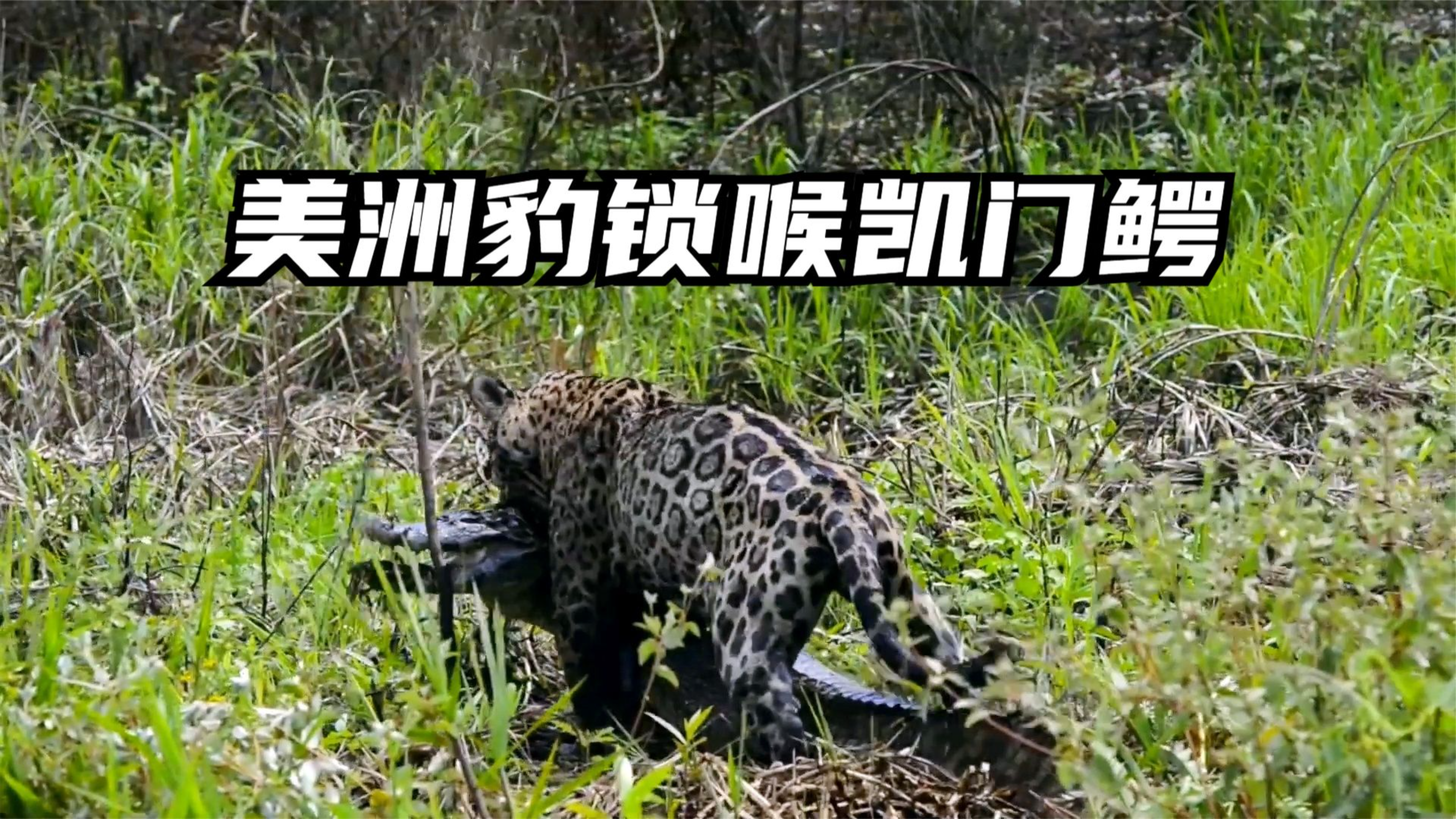 美洲豹从树上一跃而下,精准锁喉凯门鳄,可怜的鳄鱼变辣条