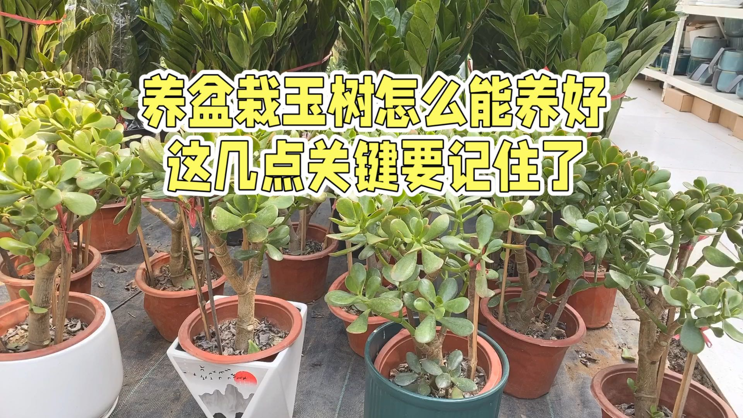 养盆栽玉树怎么能养好 这几点关键要记住了