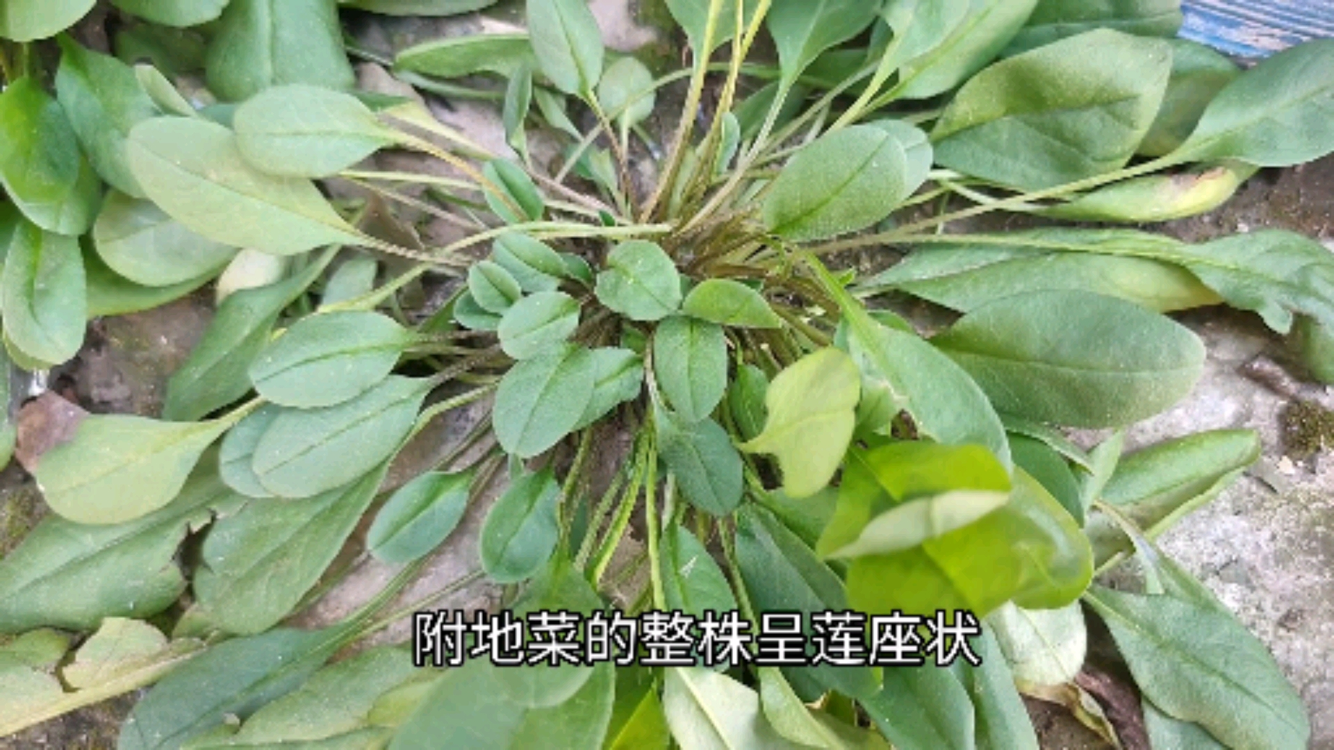 附地菜又名鸡肠草,原来价值那么高,很多人只把它当杂草,可惜了