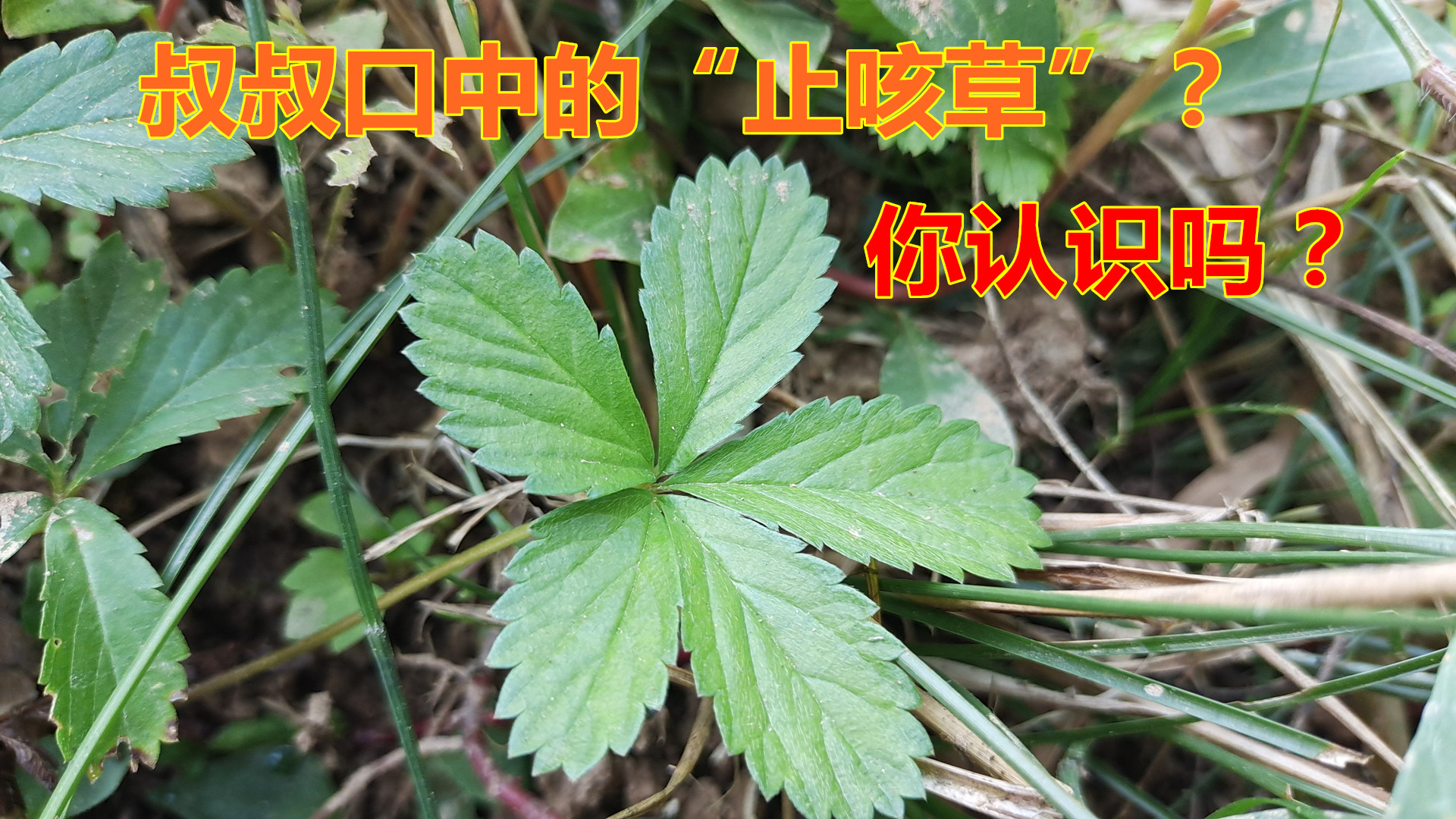 “蛇含委陵菜”植物认识吗？也是毒蛇的克星，没想到价值这么高