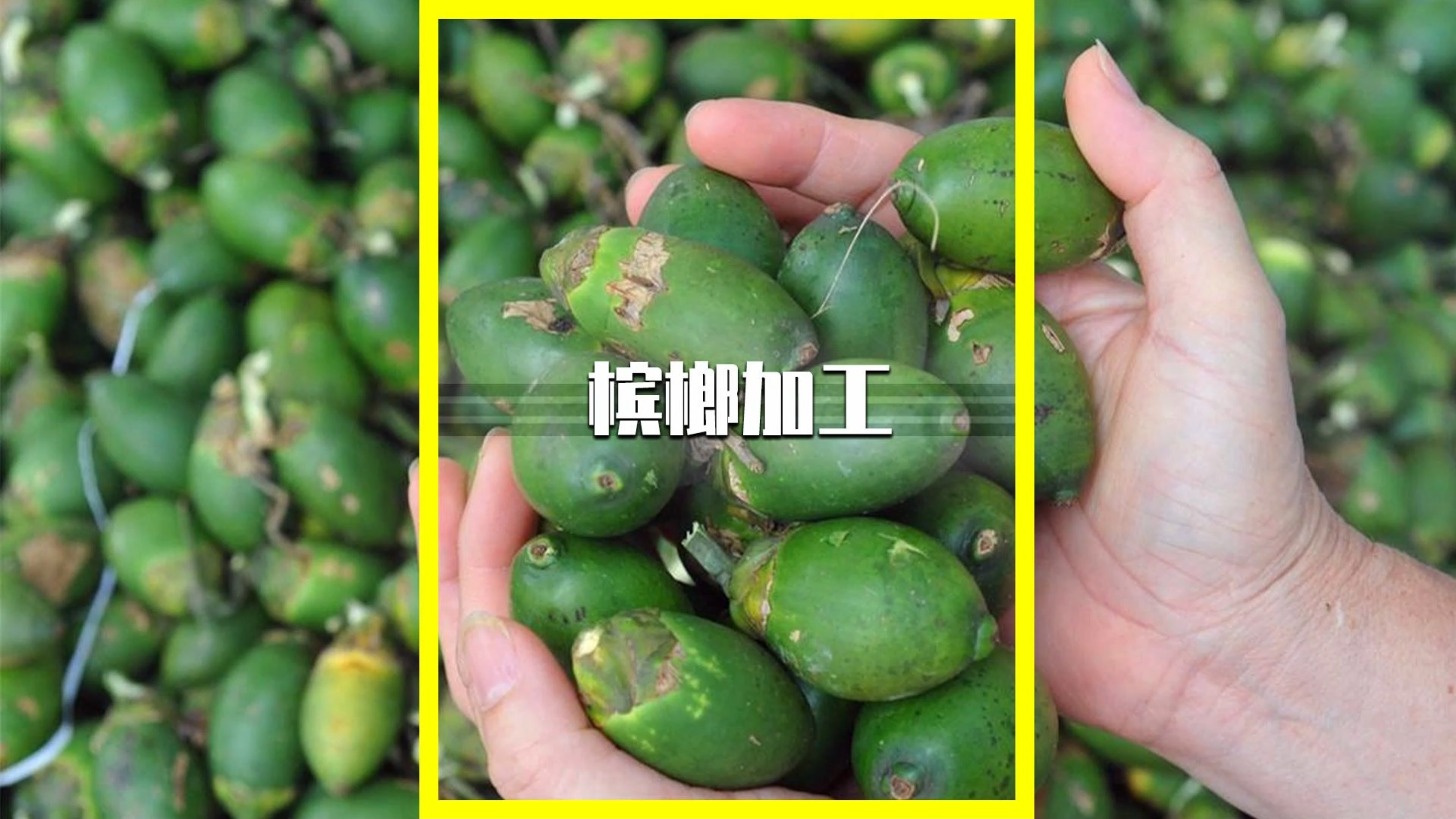工厂是如何加工槟榔的?吃槟榔有哪些危害吗?槟榔的毒性有多强?