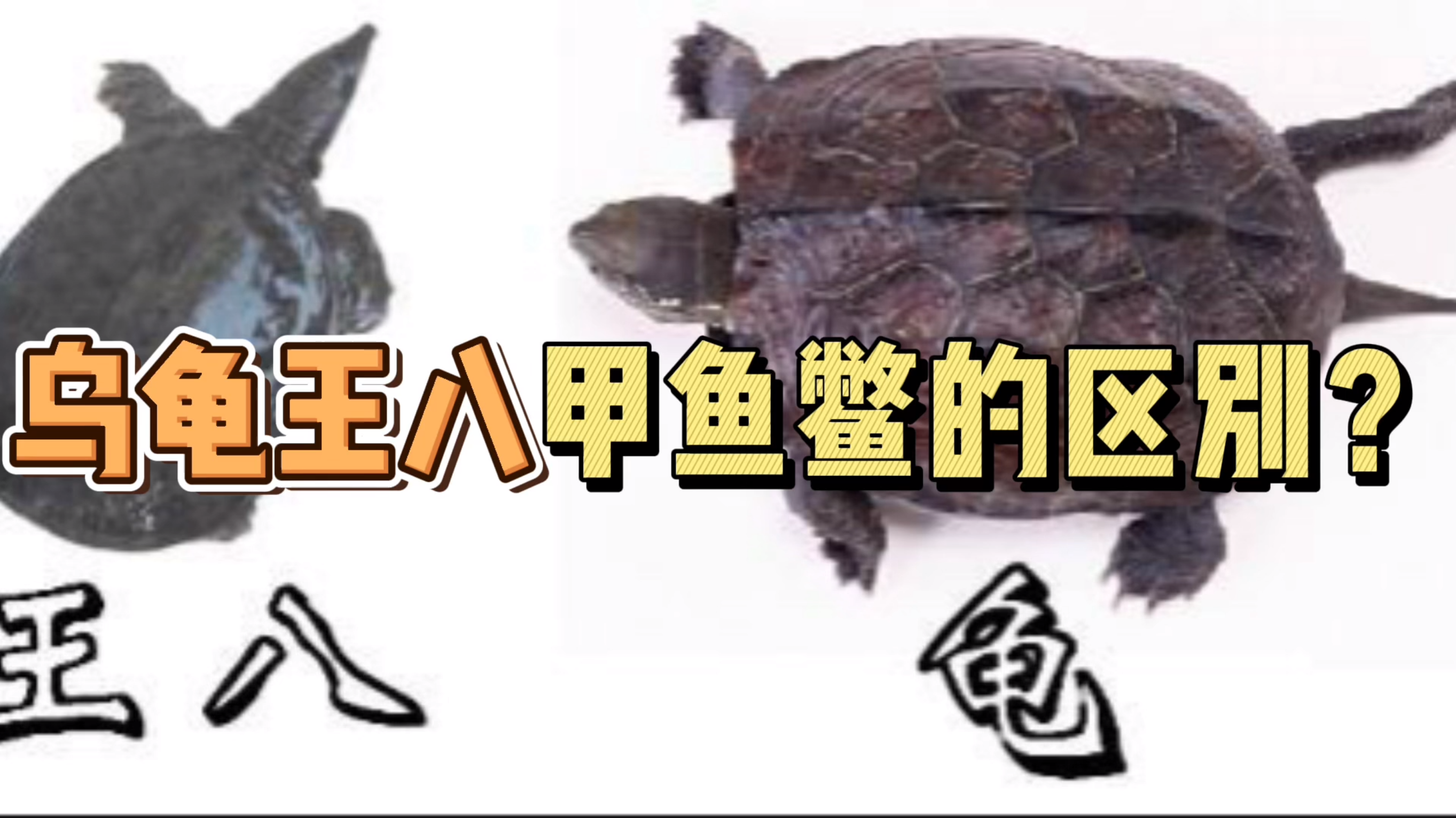 乌龟、甲鱼以及鳖的区别到底是什么?