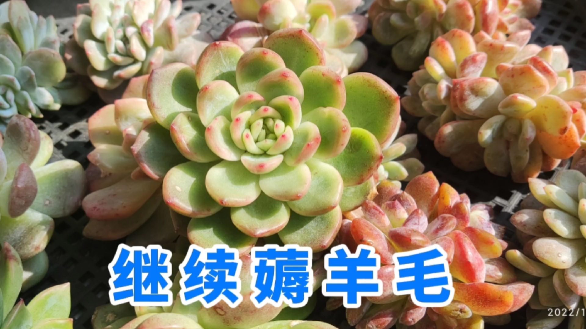 今天主要分享我买的大橙子和焦糖两款多肉,继续韩棚薅羊毛。