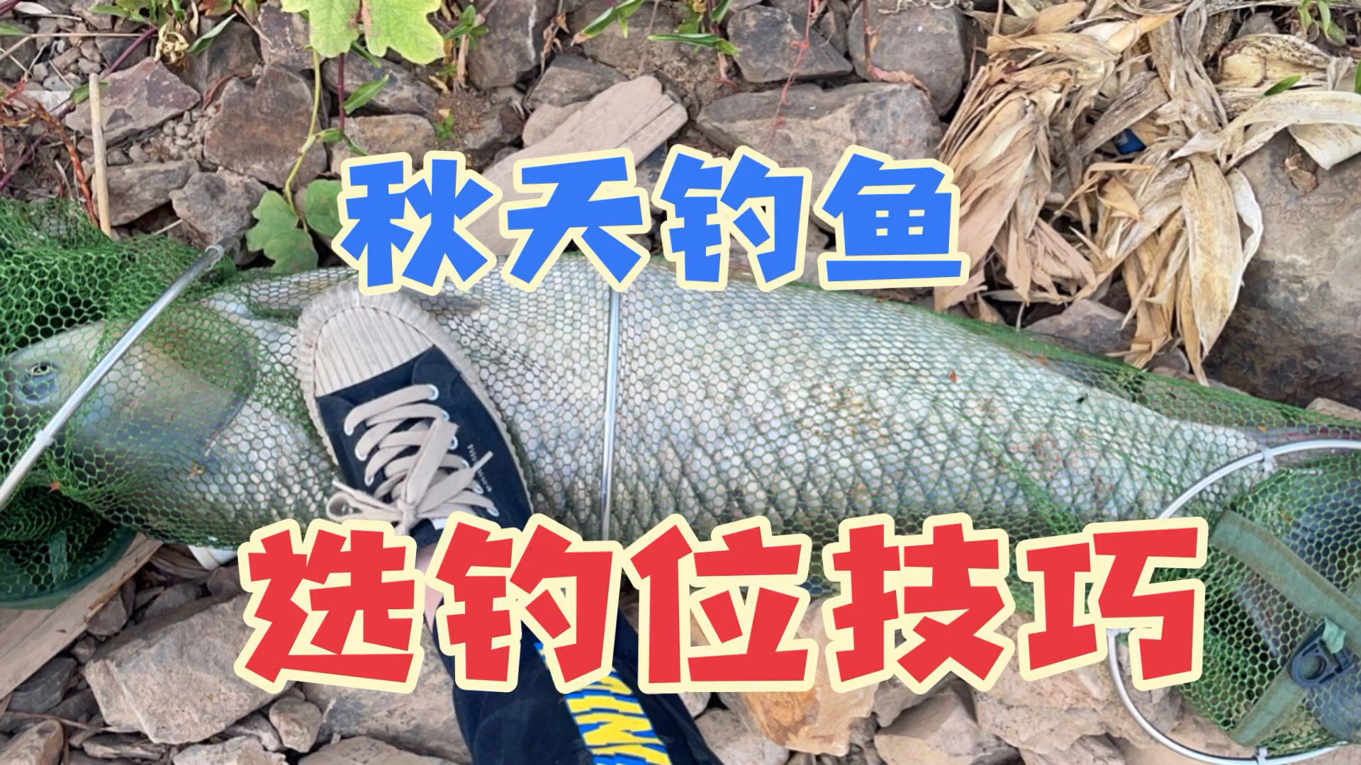 为何钓鱼总是空军,总是钓不到鱼?野钓4个选位技巧,赶紧爆护去