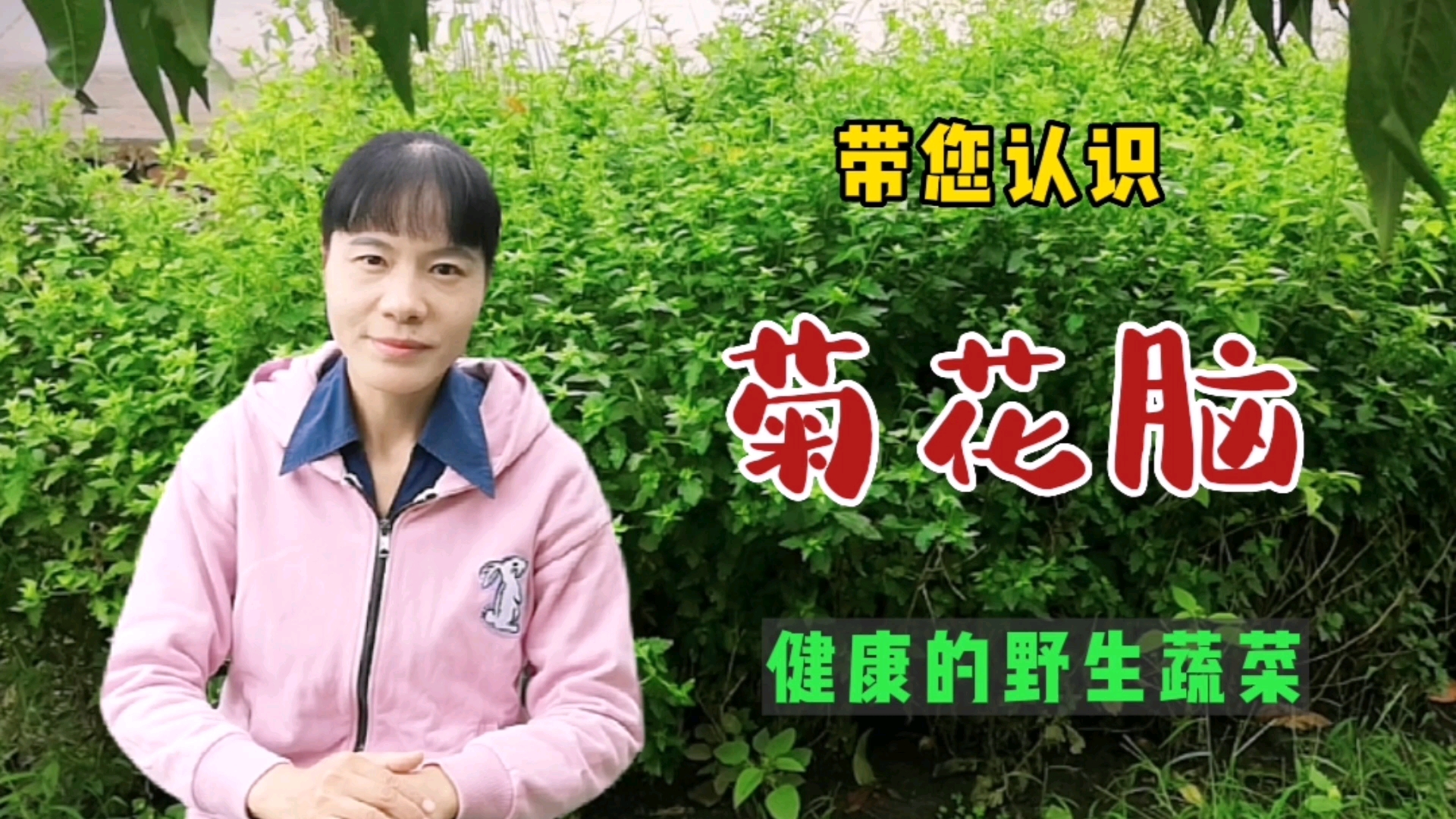 健康的野生蔬菜:菊花脑/菊花叶/菊花头