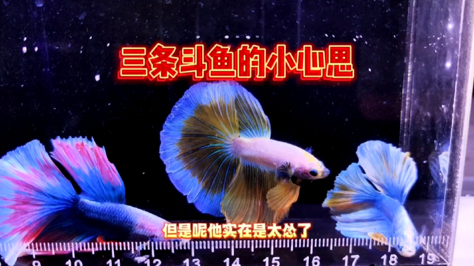 一条可爱的小斗鱼能有什么坏心思呢?无非就是搞偷袭而已,哈哈