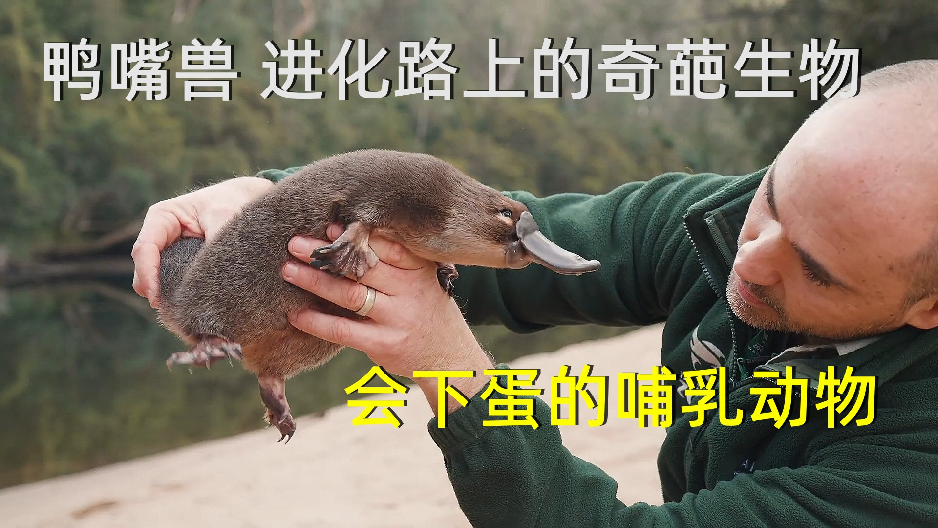 鸭嘴兽究竟有多奇葩?会下蛋的哺乳动物,远比你想象的更离谱