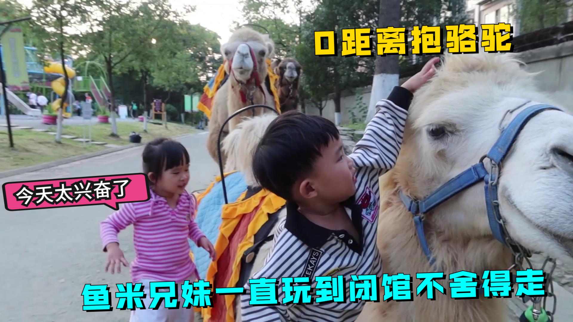 鱼米兄妹今天胆太肥了,独自玩过山车,还抱骆驼,最后不想回家了