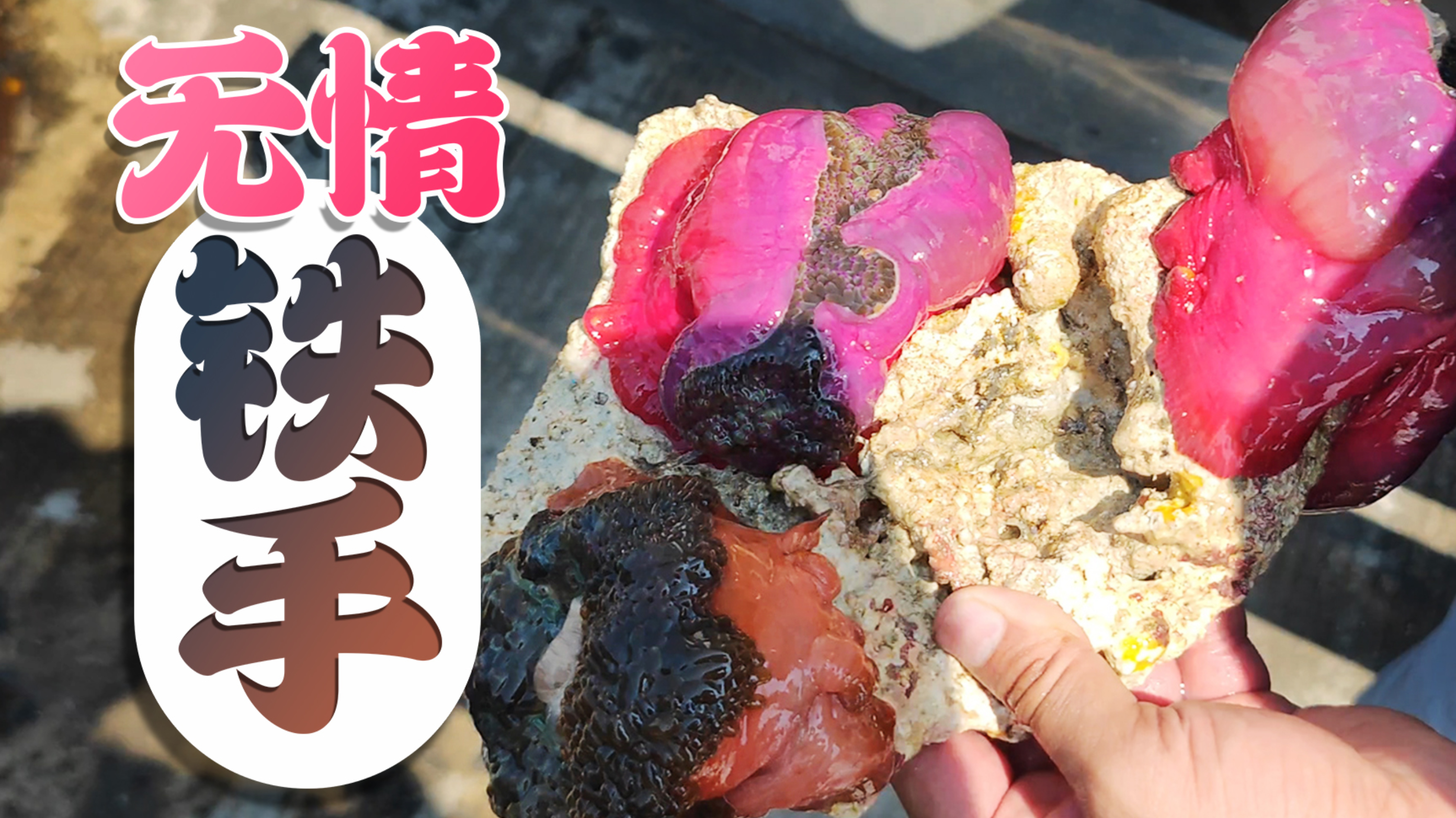 海水观赏鱼批发现场,看看都有哪些好玩的海洋生物?