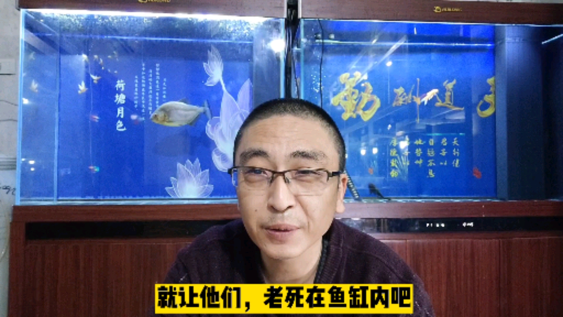 荧光斑马鱼,荧光天使鱼,长时期饲养,为什么不会掉色?