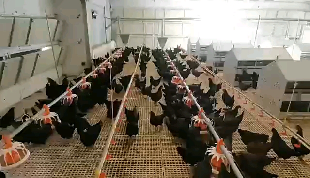 养鸡场产品实拍平养系统产蛋箱