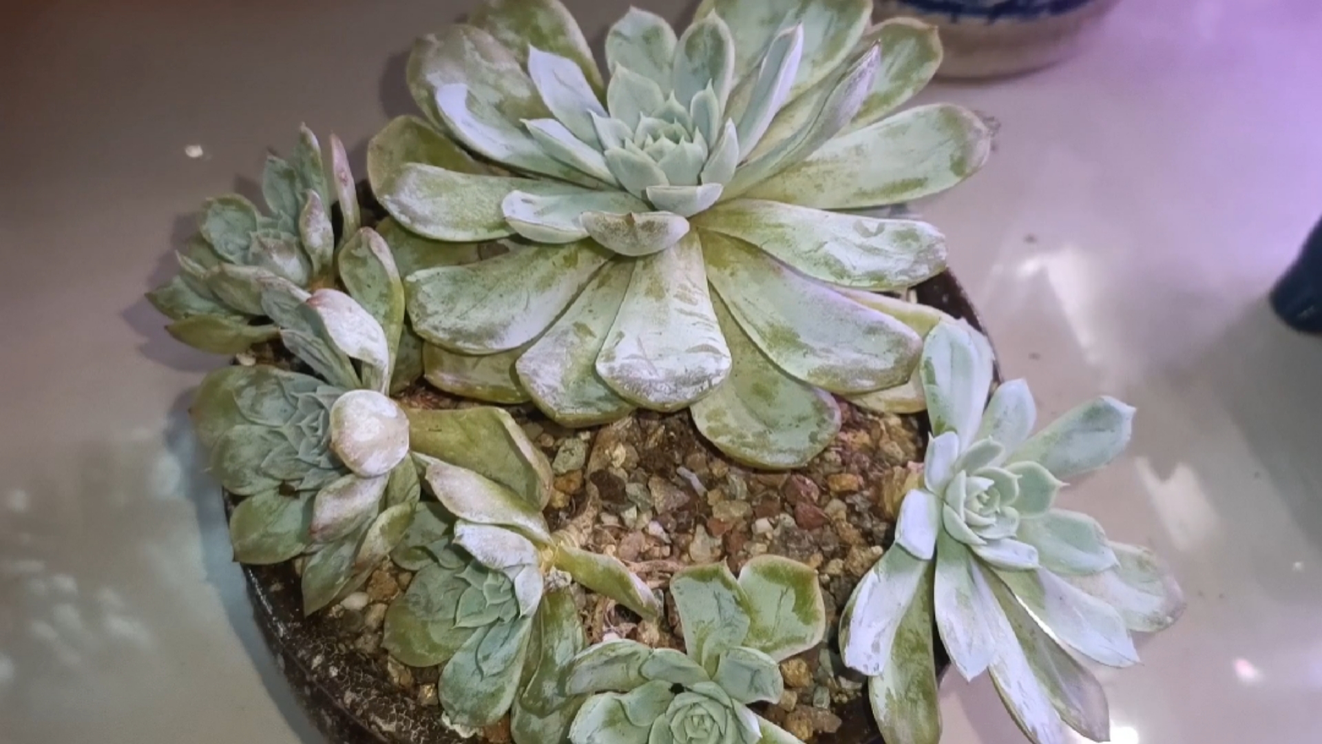 墨西哥雪球和月亮仙子,傻傻分不清楚