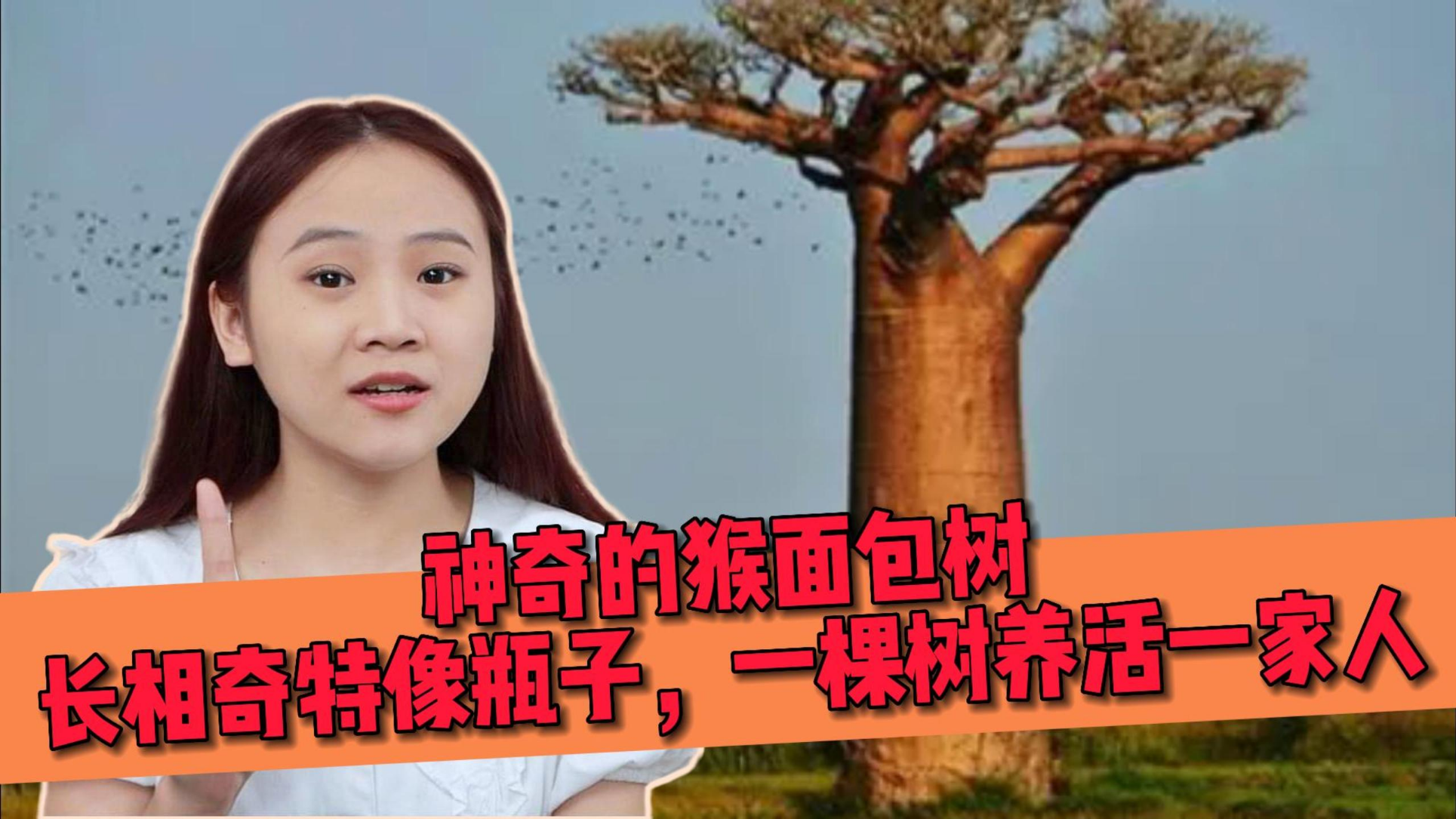 长相奇特像瓶子,一棵树能养活一家人,你知道是什么树吗?