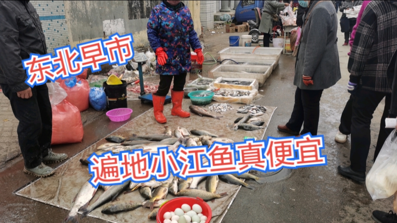 东北当地早市真热闹,红萝卜2毛钱一斤,遍地小江鱼便宜遭疯抢
