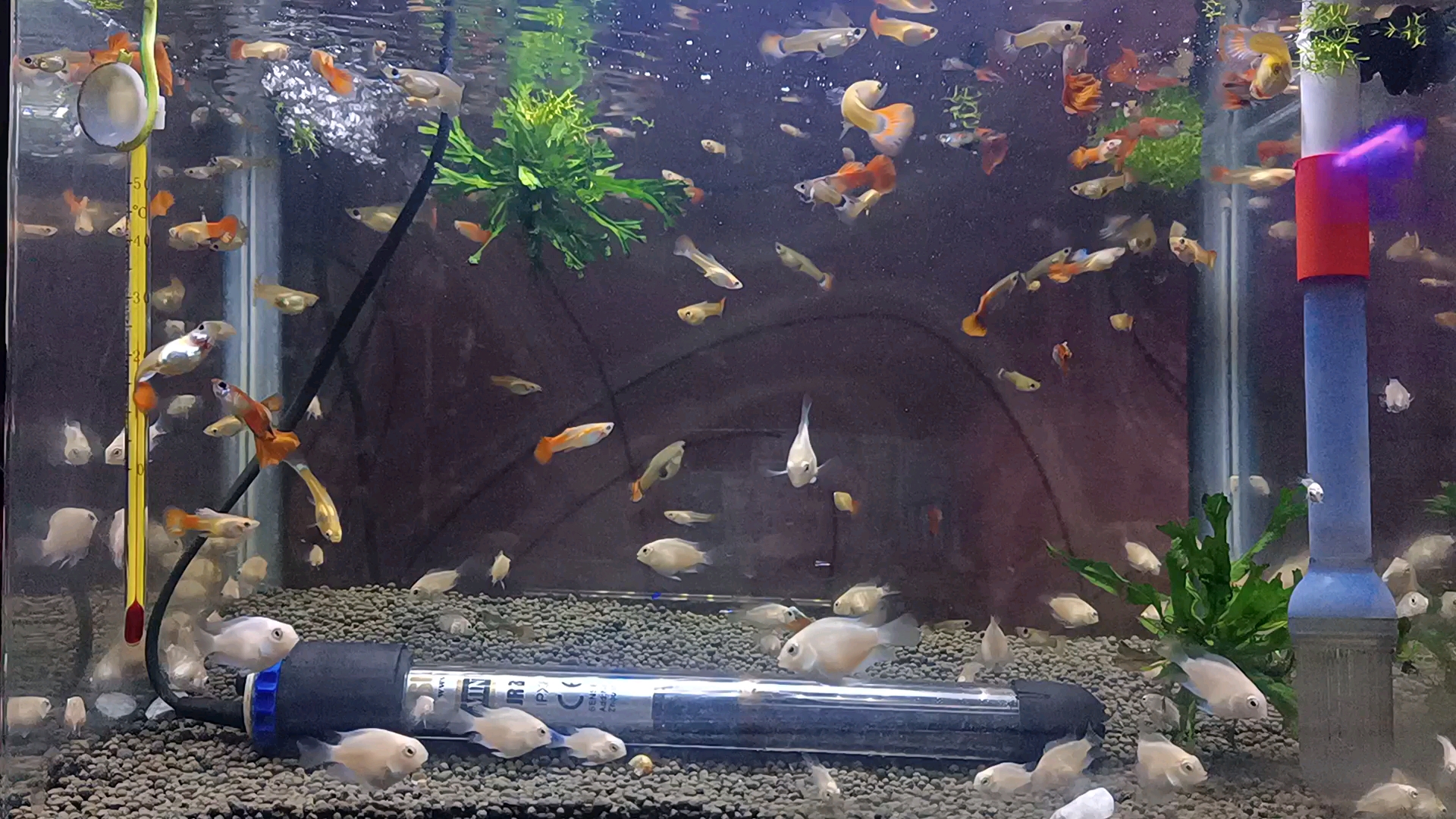 小小鱼儿水中游!!!