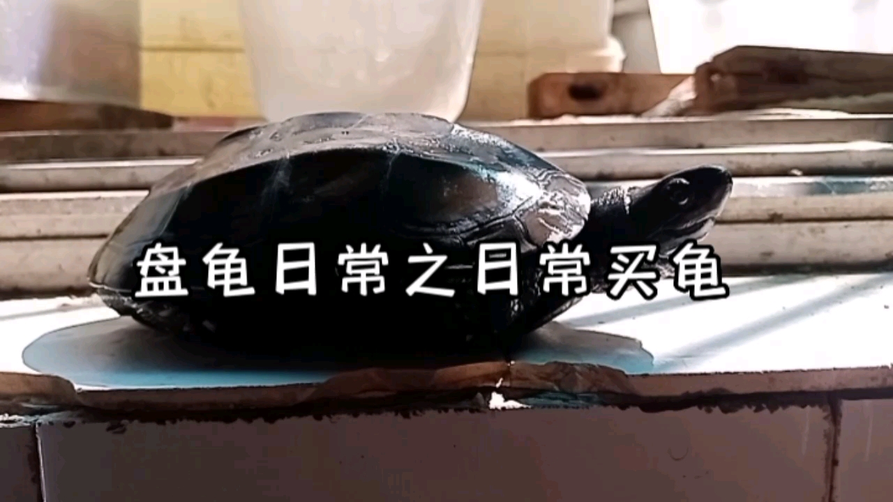 盘龟日常之日常买龟