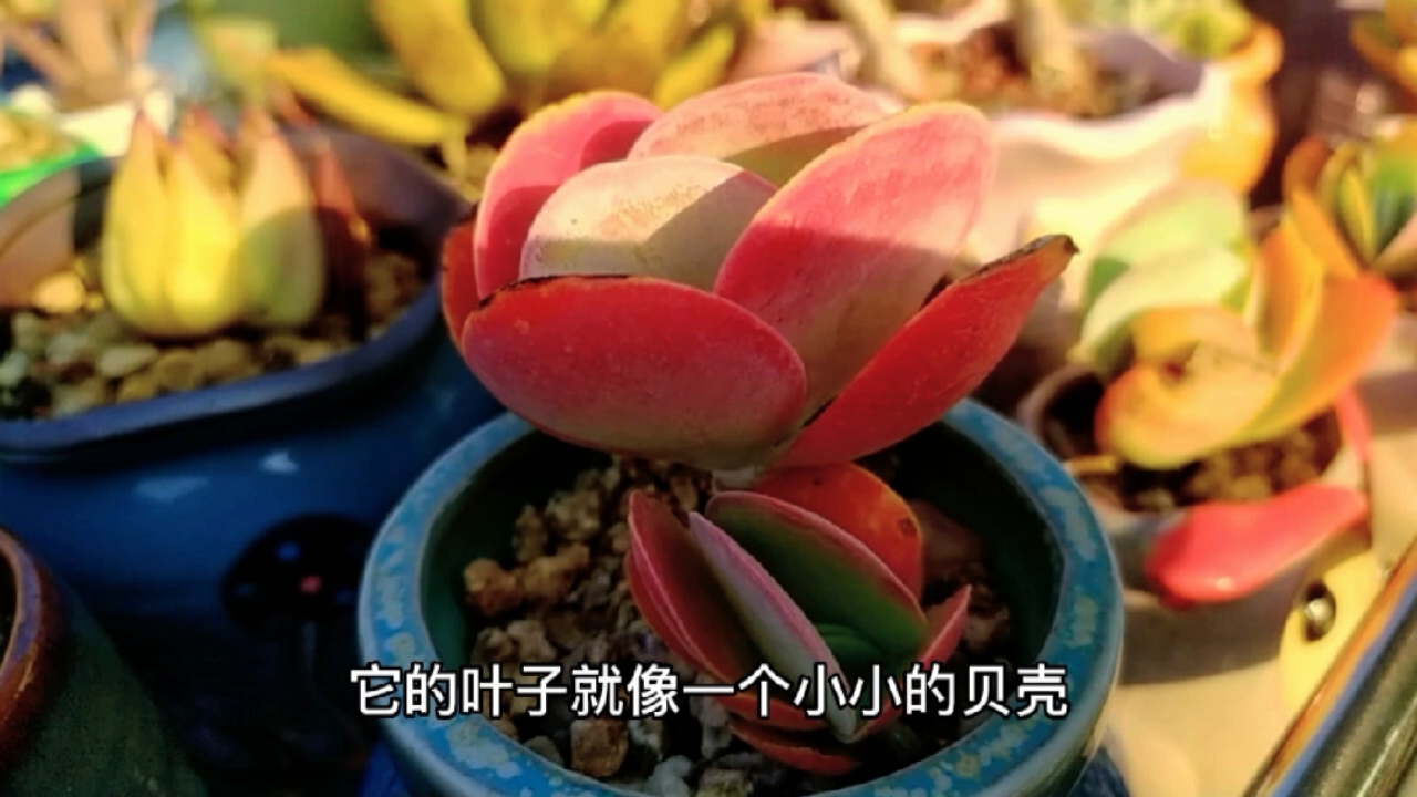 多肉品种繁多,各有魅力,但最好养的多肉应该属于这2个品种