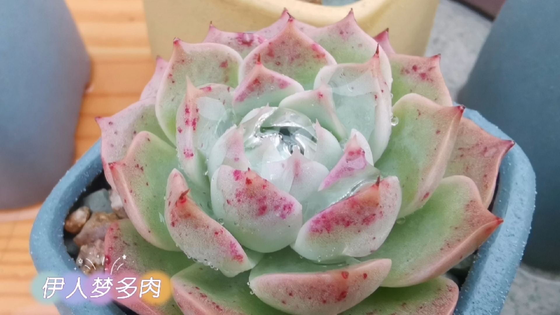 听歌赏雨后多肉:恩宠杂、紫丁香、艳姬、弗洛瑞安娜、晨露…