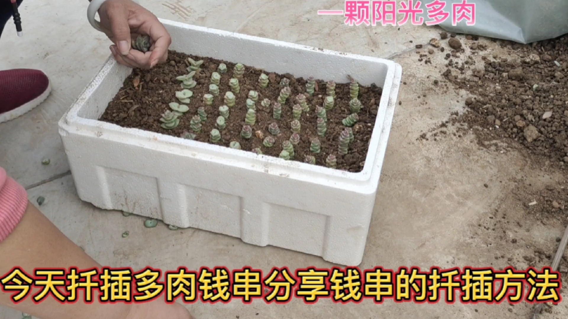 今天扦插多肉钱串,分享钱串的扦插方法。