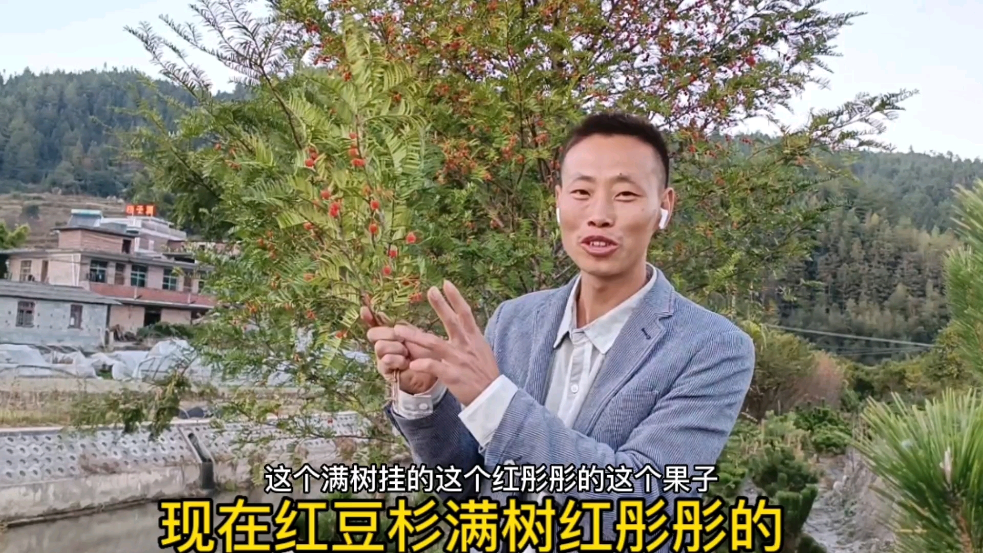 普及一下红豆杉的知识,满树红彤彤的果子种在院子里漂亮