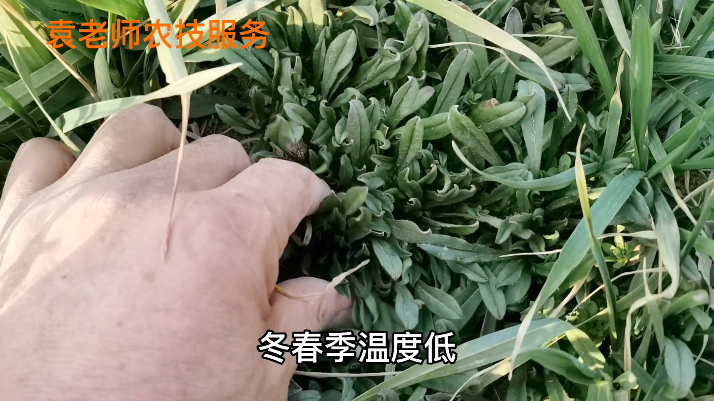 这几种野菜营养丰富,冬春季最好吃,那你吃过几个