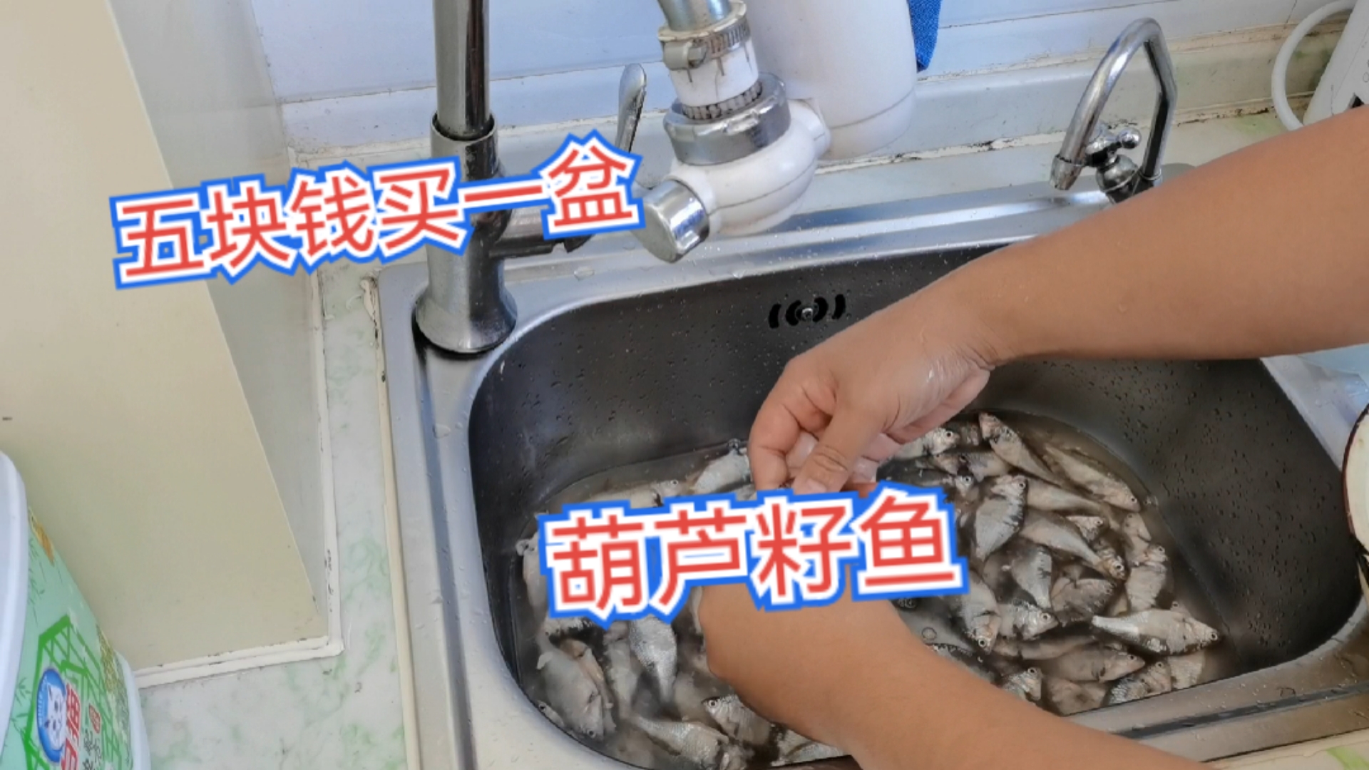 在早市花五块钱买一盆葫芦籽鱼,回家煎一盘子鱼,喝点小酒真美