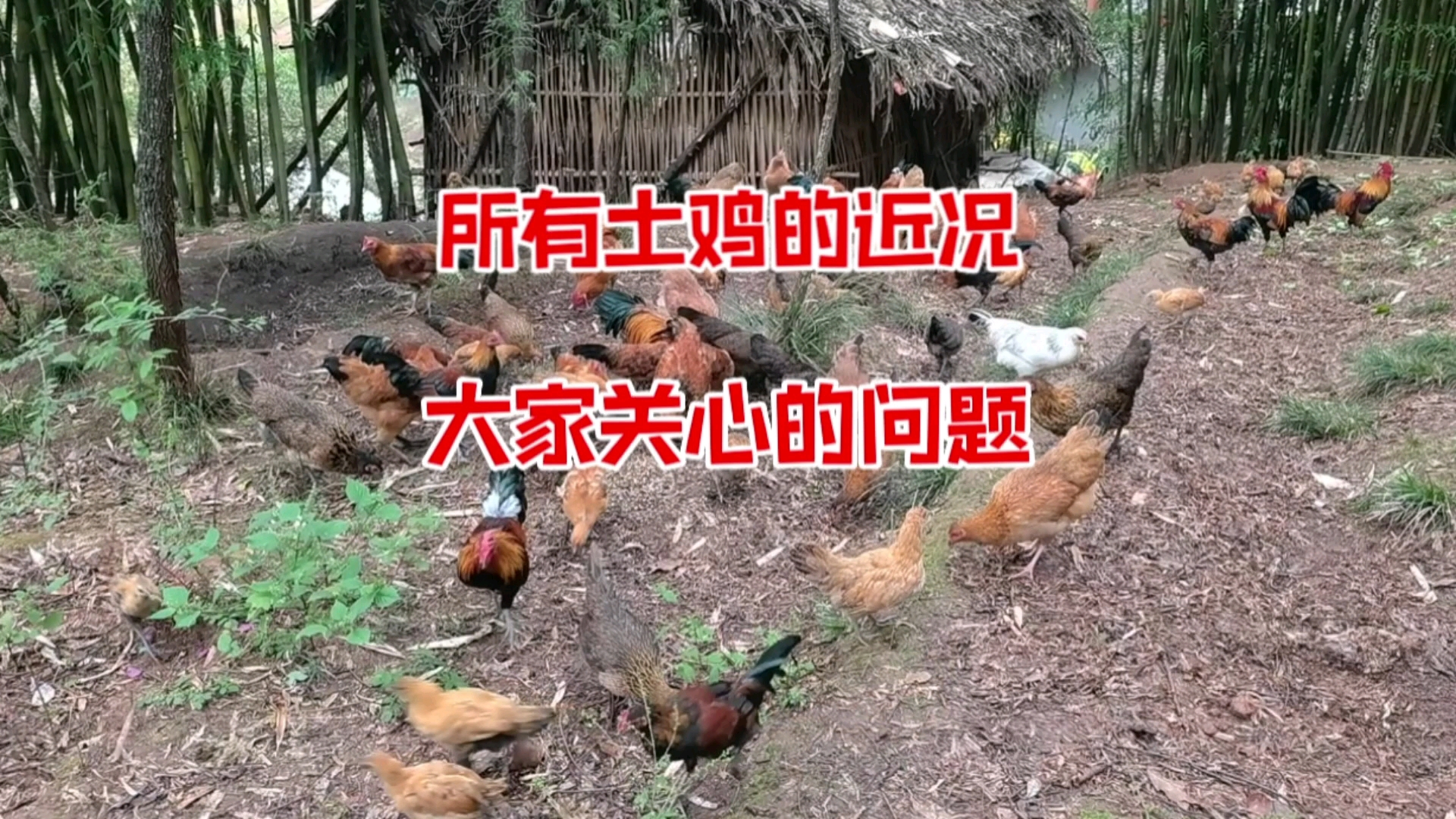 散养土鸡群进一步扩大,今天谈谈公鸡的情况,也是大家关心的问题