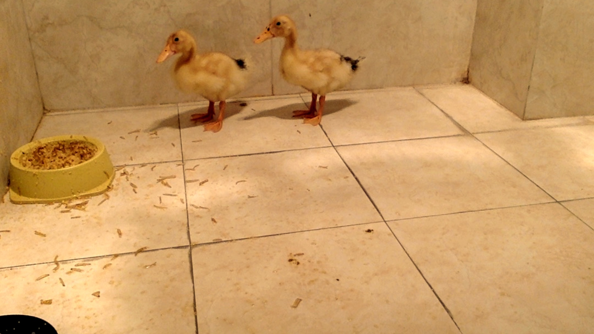 来欣赏一下小鸭子的叫声