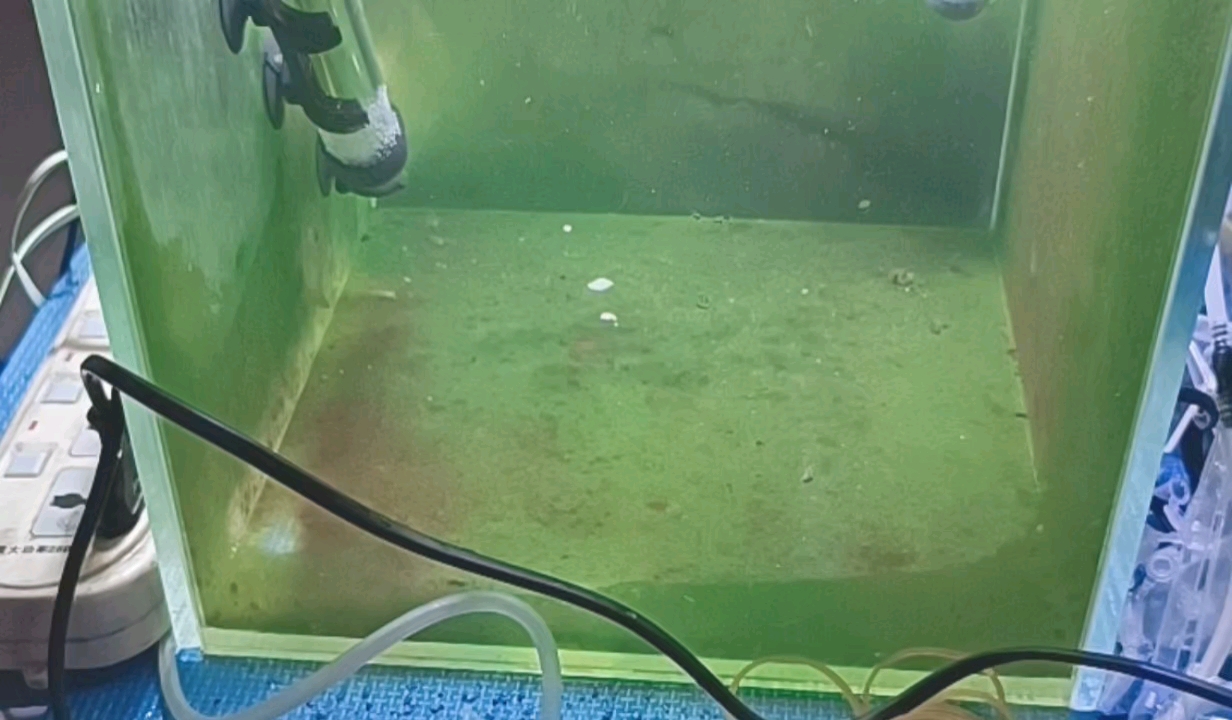 七彩不养了 开始繁殖金线金鼠鱼