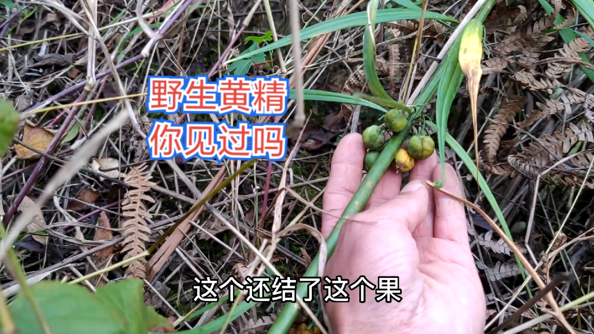 寻找野生蜂蜜,意外收获野生黄精,第一次见到野生的珍贵药材