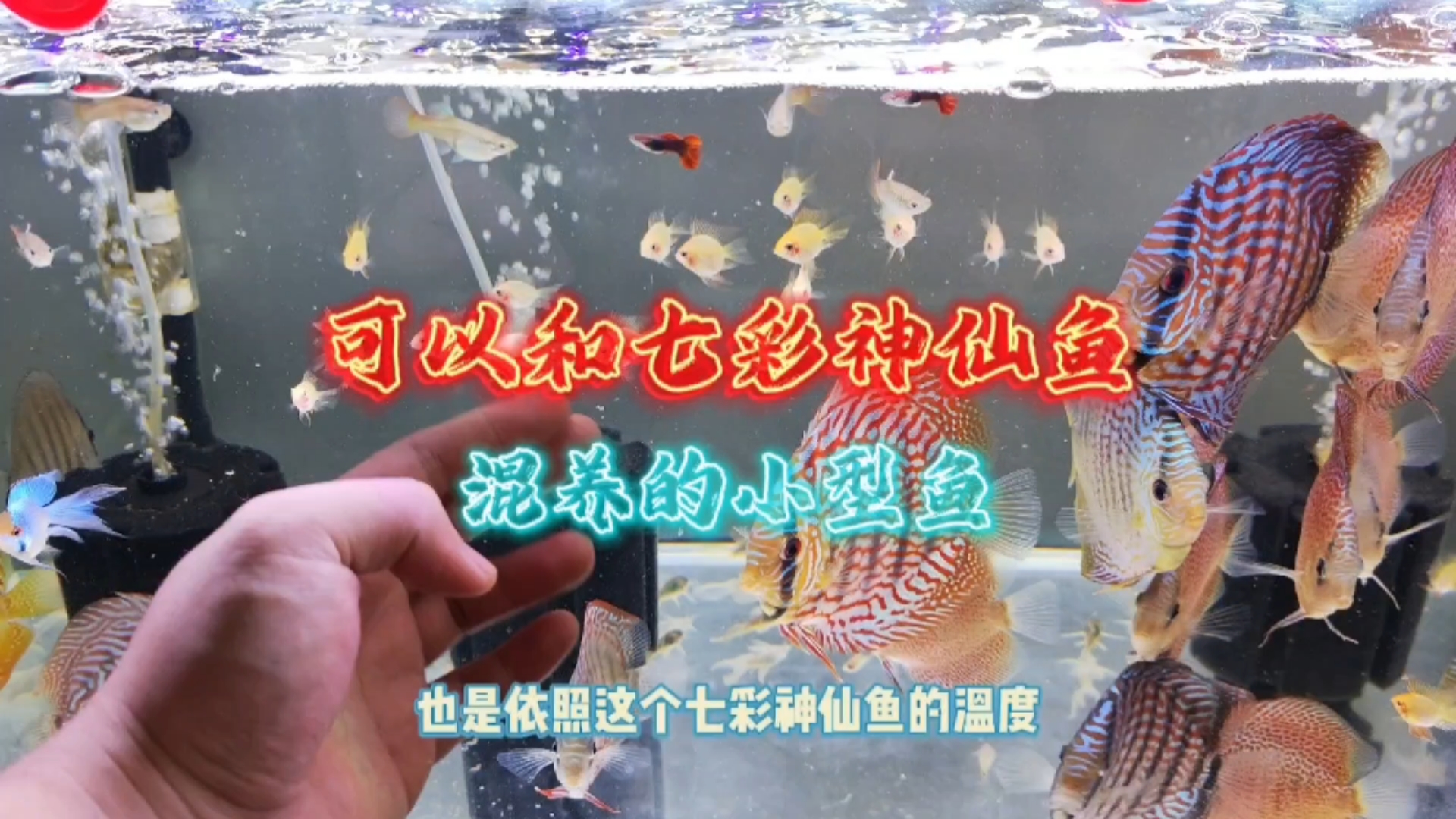 经过我的亲自实验,分享一下可以和七彩神仙鱼混养的小型鱼!