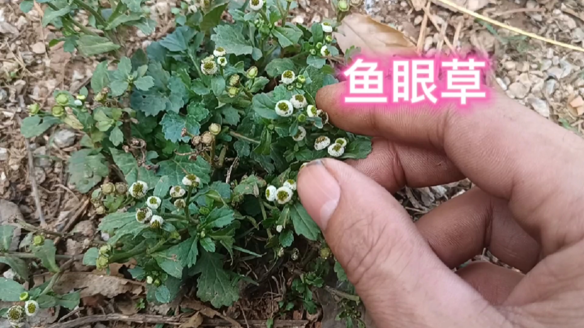 农村最常见的一种植物鱼眼草,功效很多