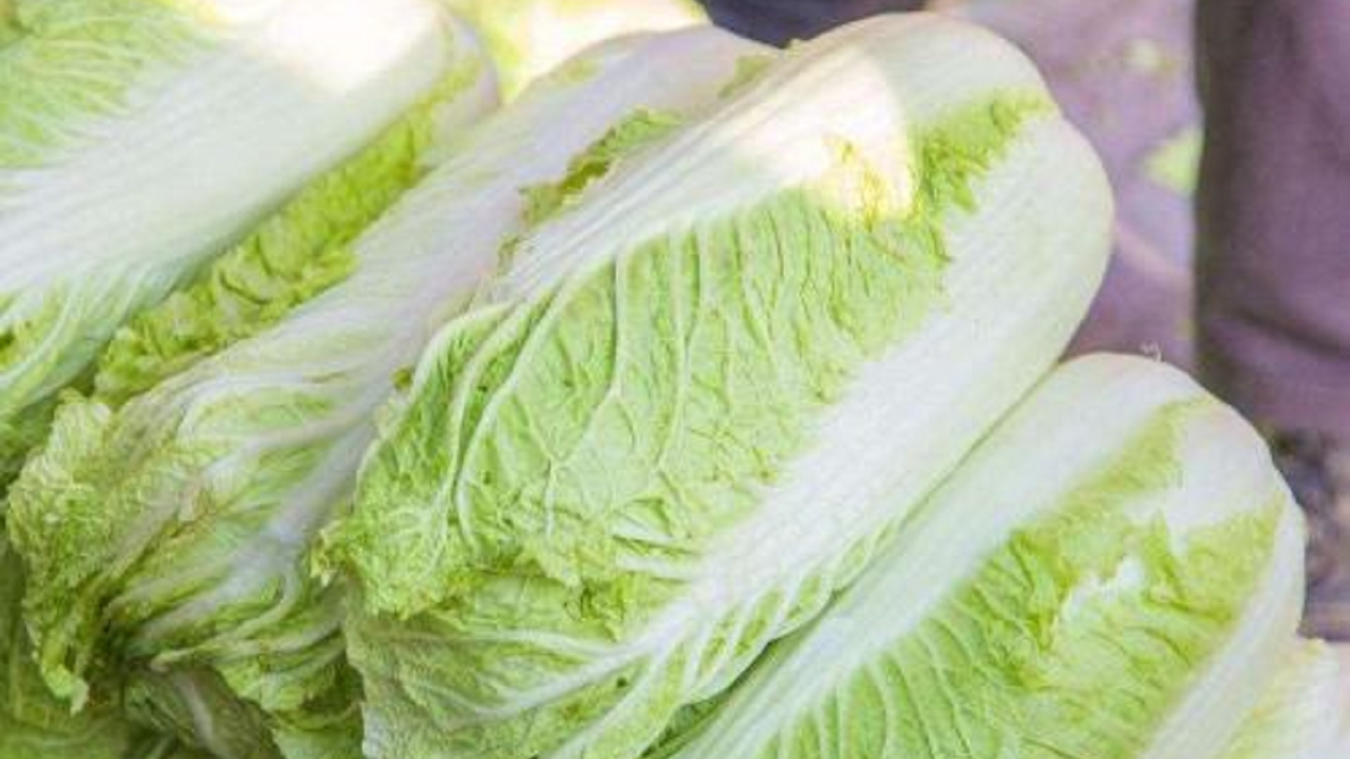 买白菜时,是选绿叶的还是白叶的?种植蔬菜大户告诉我,别再瞎买