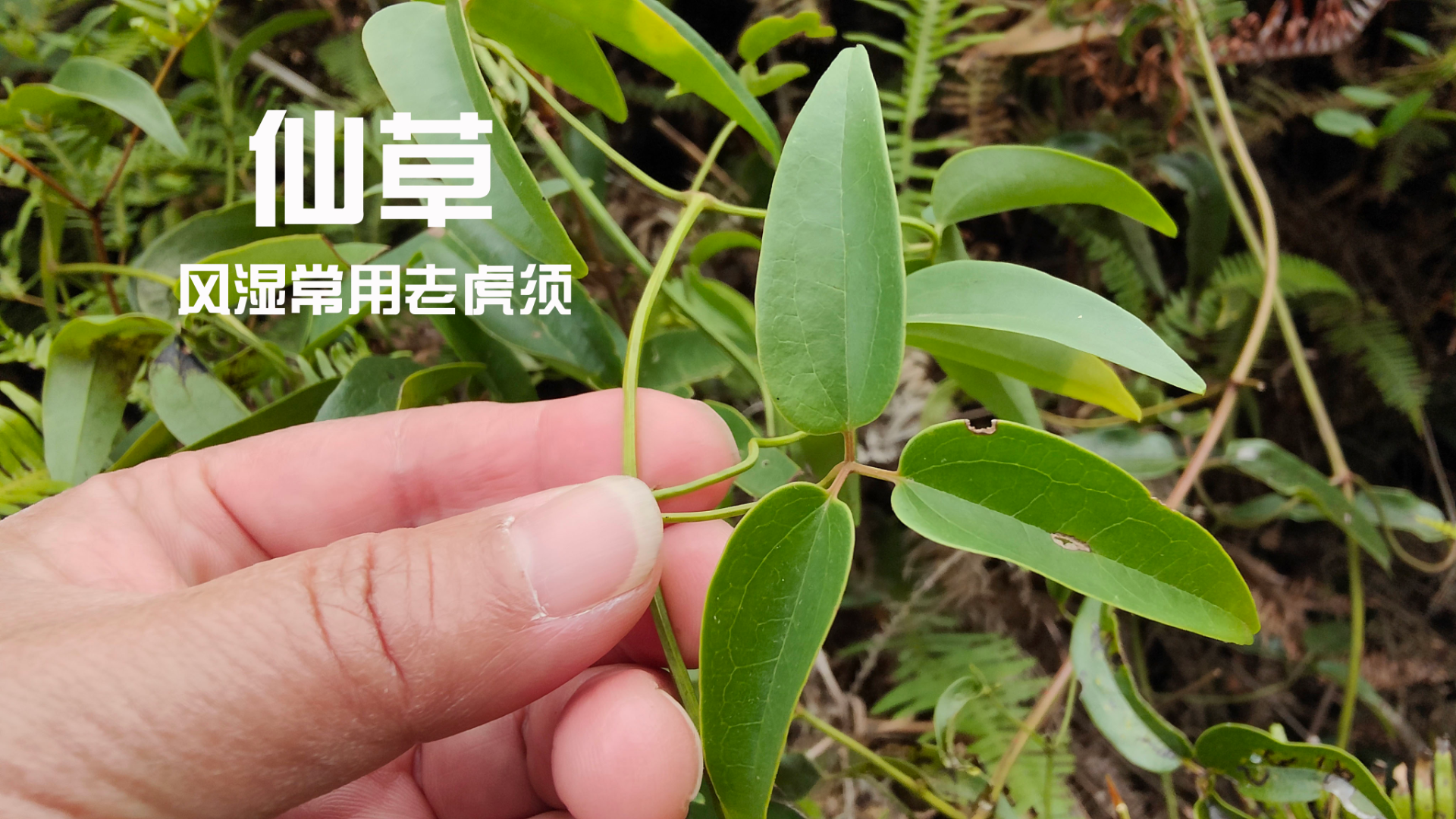 老人叫它老虎须，40岁以上腰脚酸痛的多了解，一分钱不花还好的快