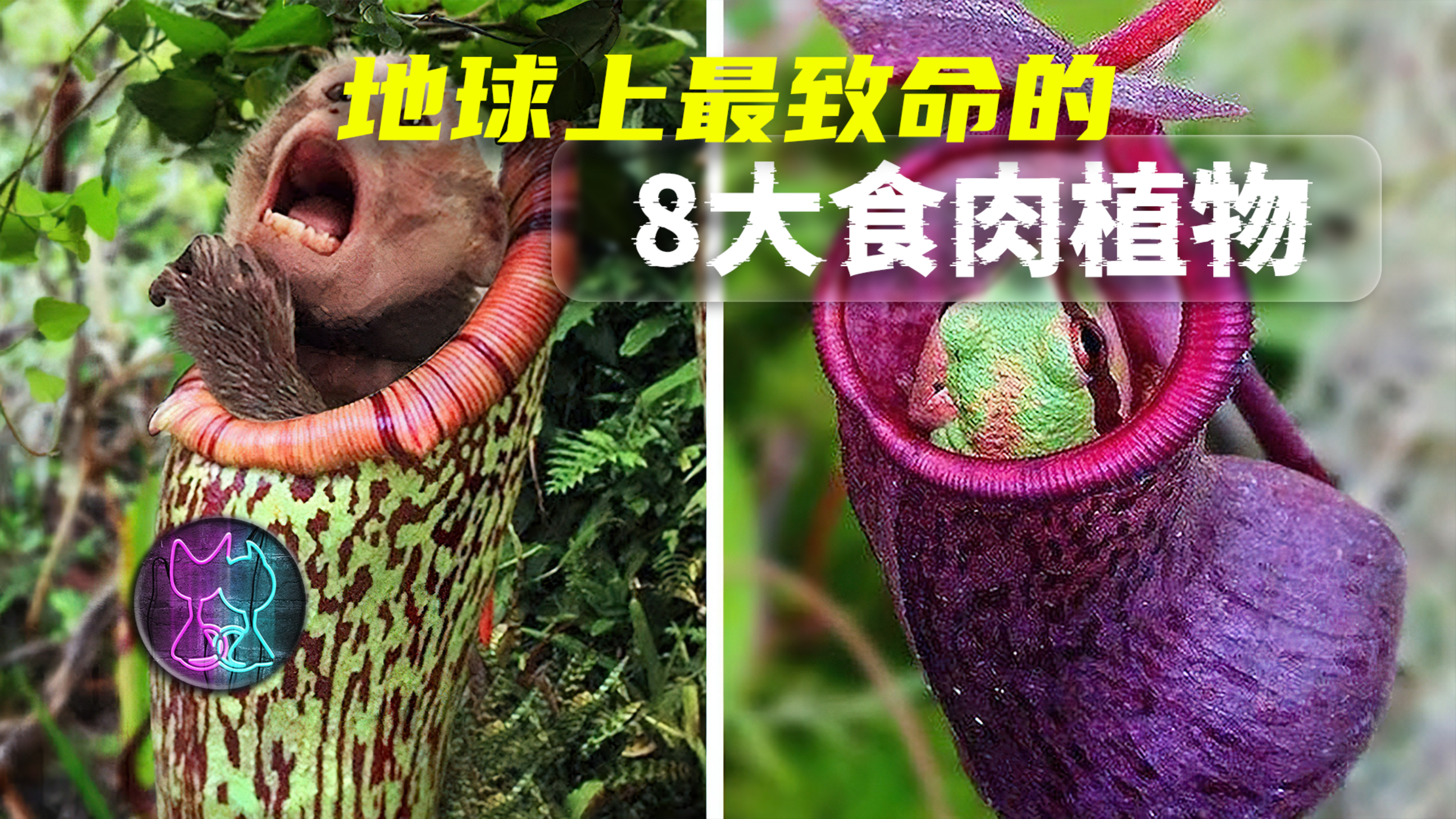 地球上最致命的8种肉食性植物,无肉不欢的它们,究竟有多可怕?