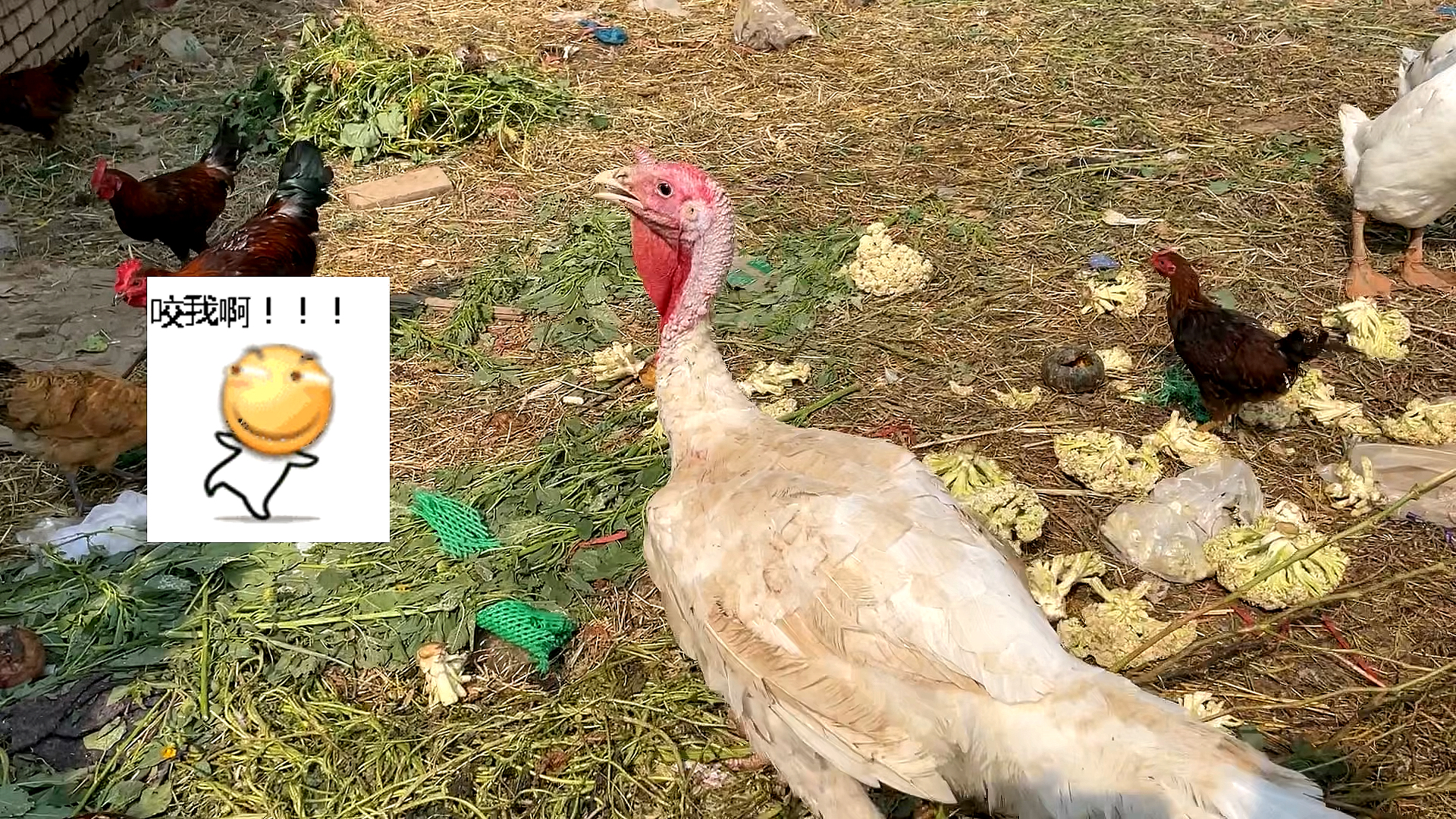 小火鸡胆子大!!!