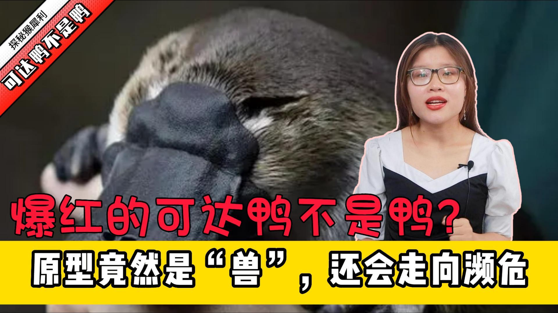 爆红的可达鸭不是鸭?它的原型竟然是兽,已经走向濒危!