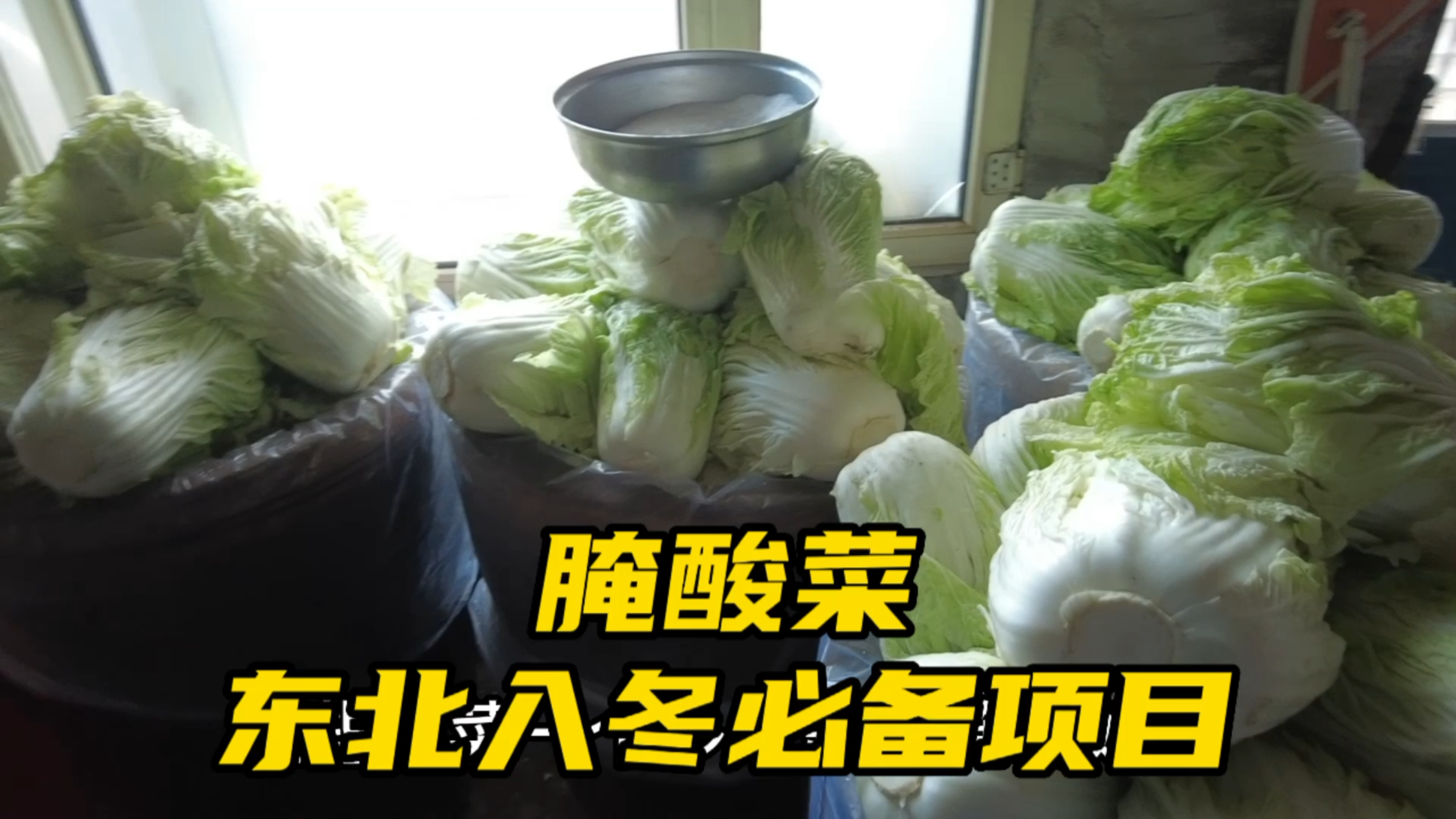 东北林区入冬腌酸菜,足足腌了六大缸,腌一个多月就能吃酸菜了