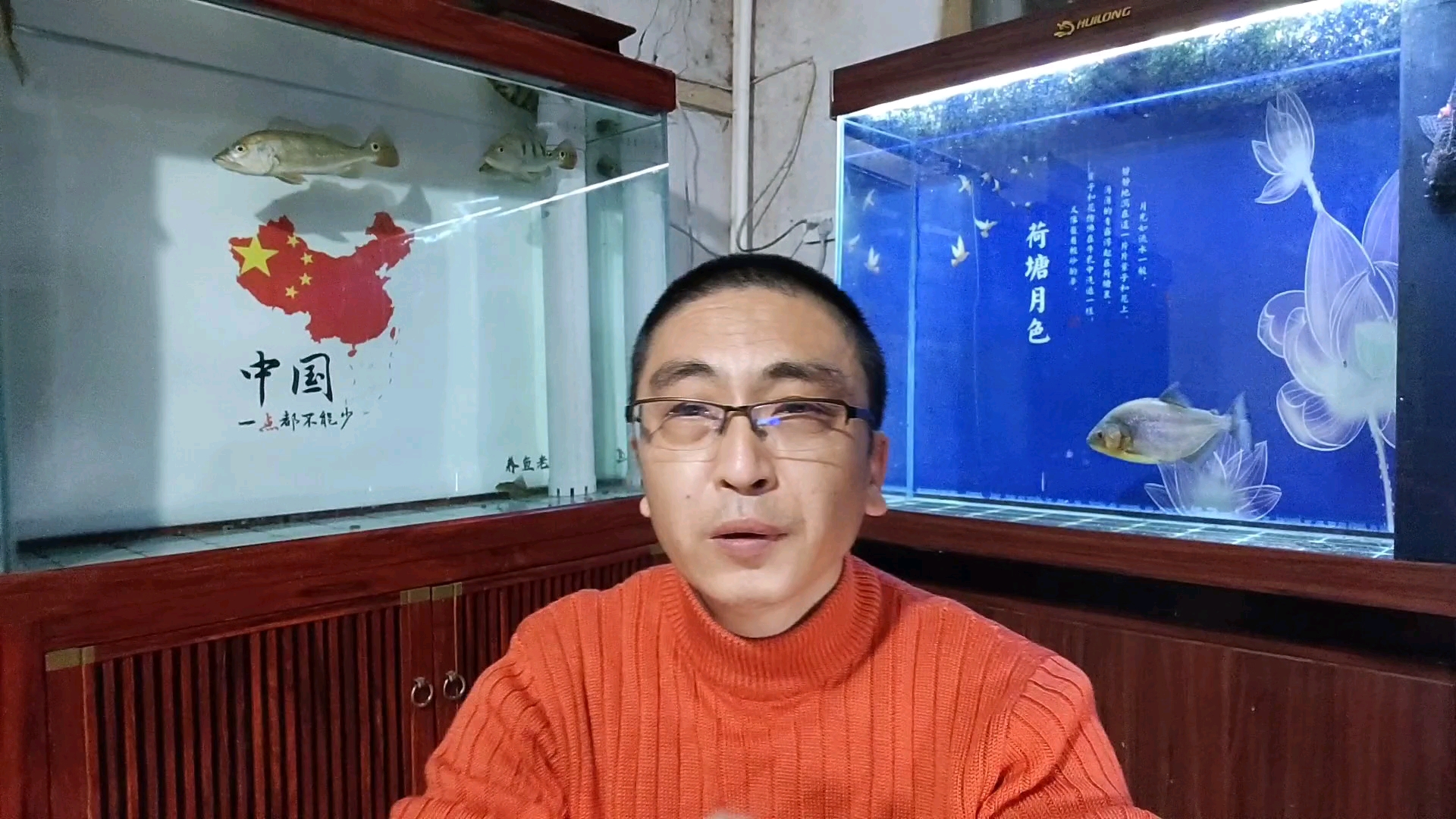为什么饲养中大型观赏鱼,鱼缸内不建议放隔离网或隔离板?