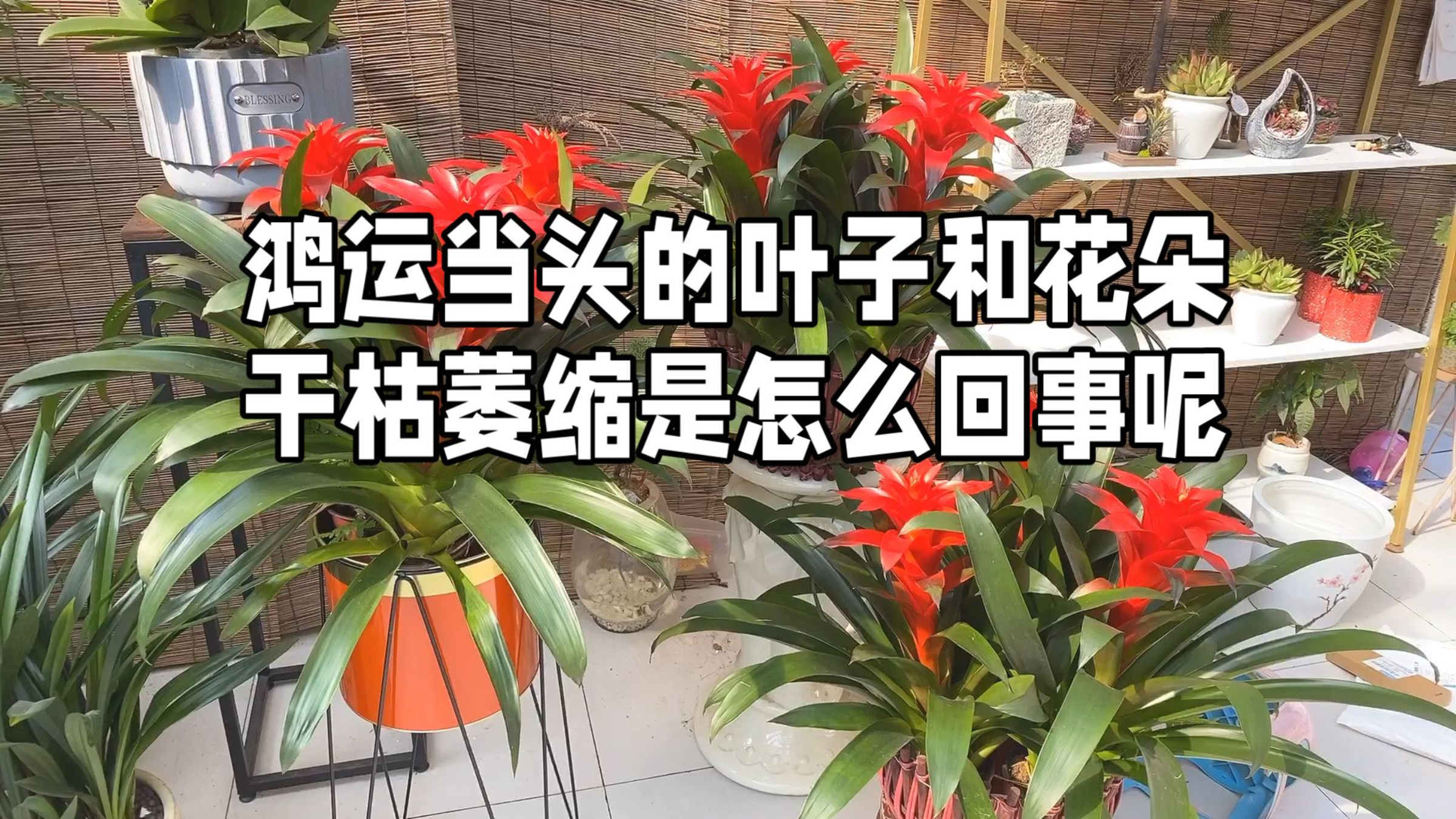 鸿运当头的叶子和花朵 干枯萎缩是怎么回事呢